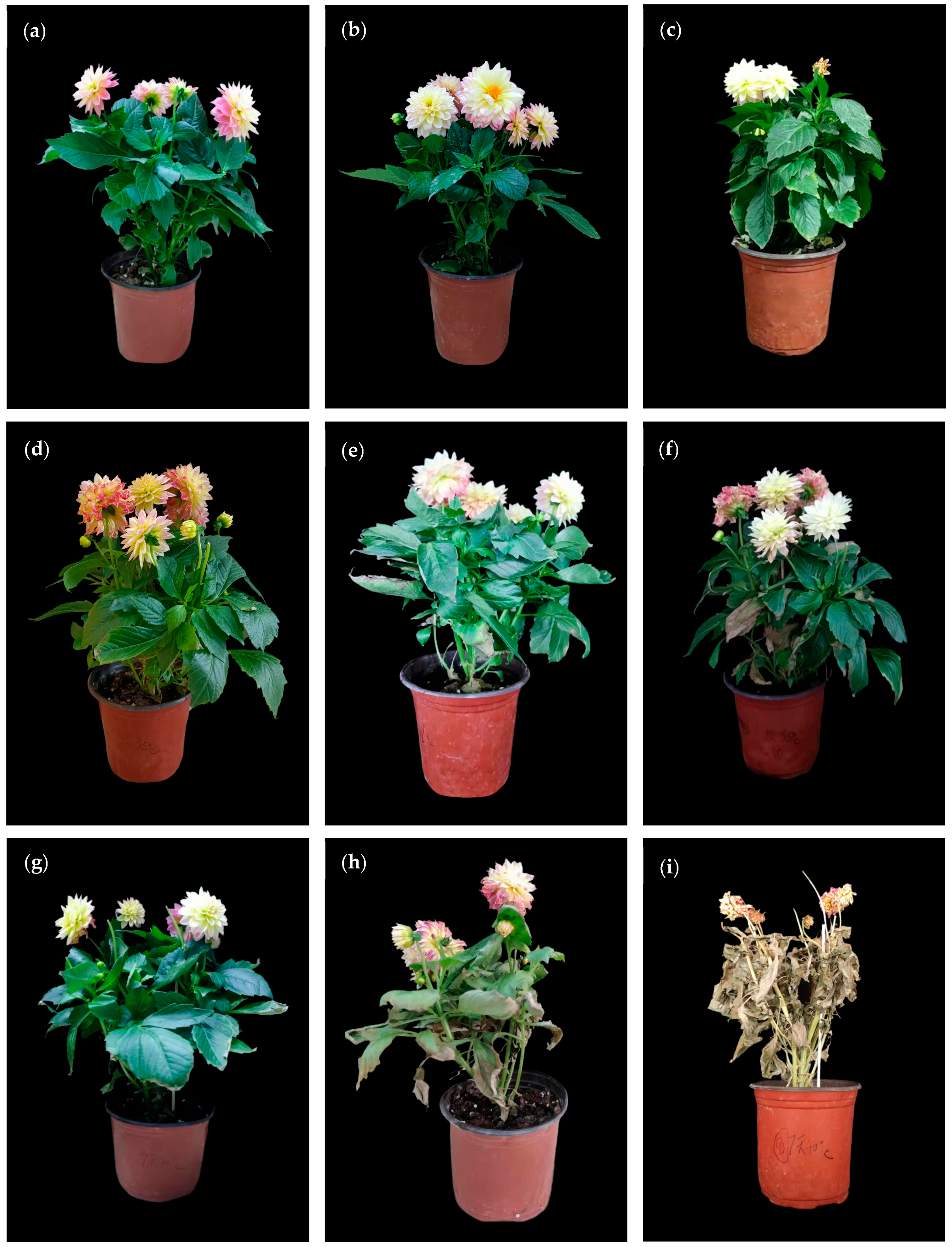 Horticulturae 09 01047 g002 Horticulturae 09 01047 g002