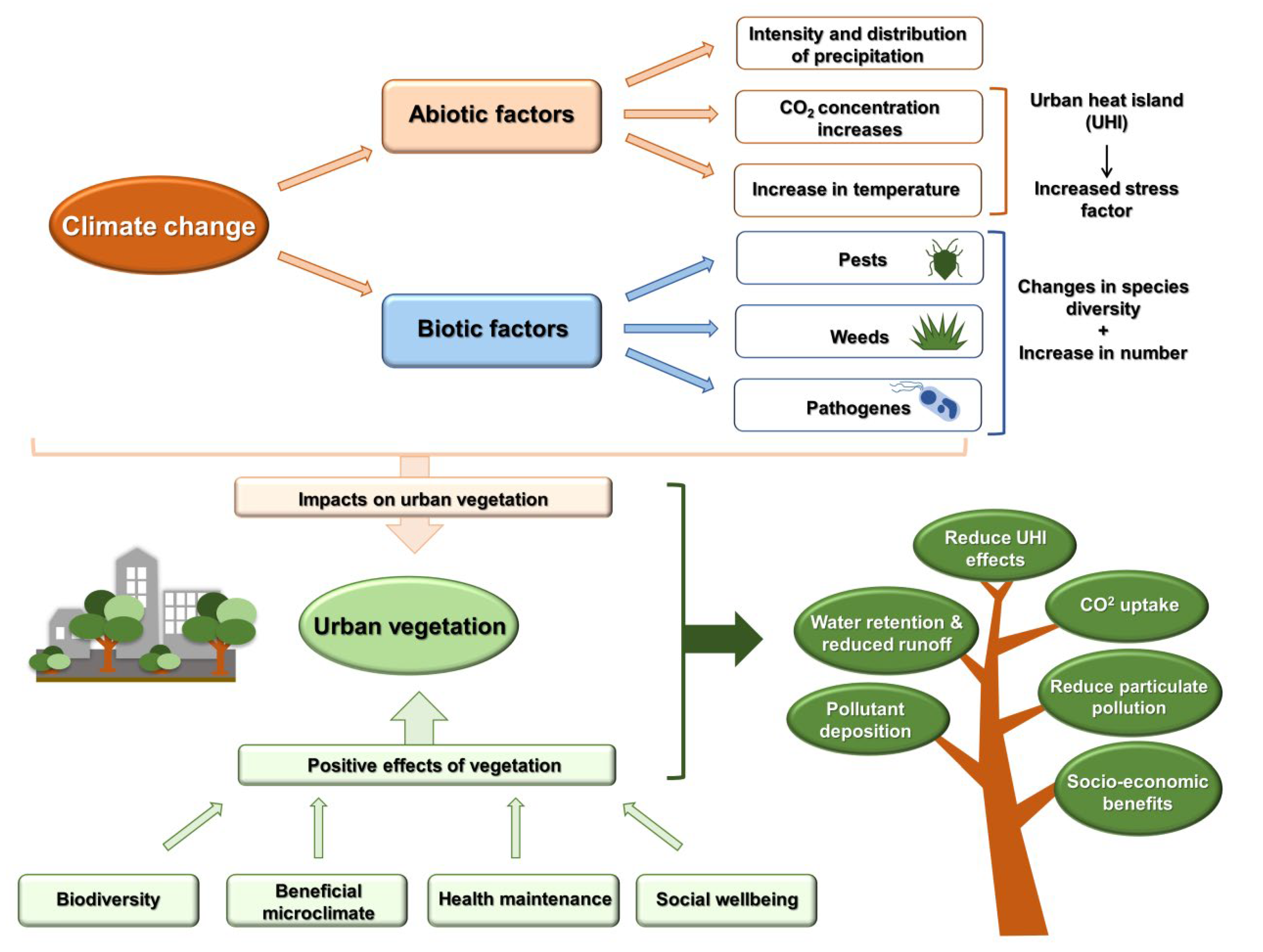 Frontiers  Breeding for Climate Change Resilience: A Case Study