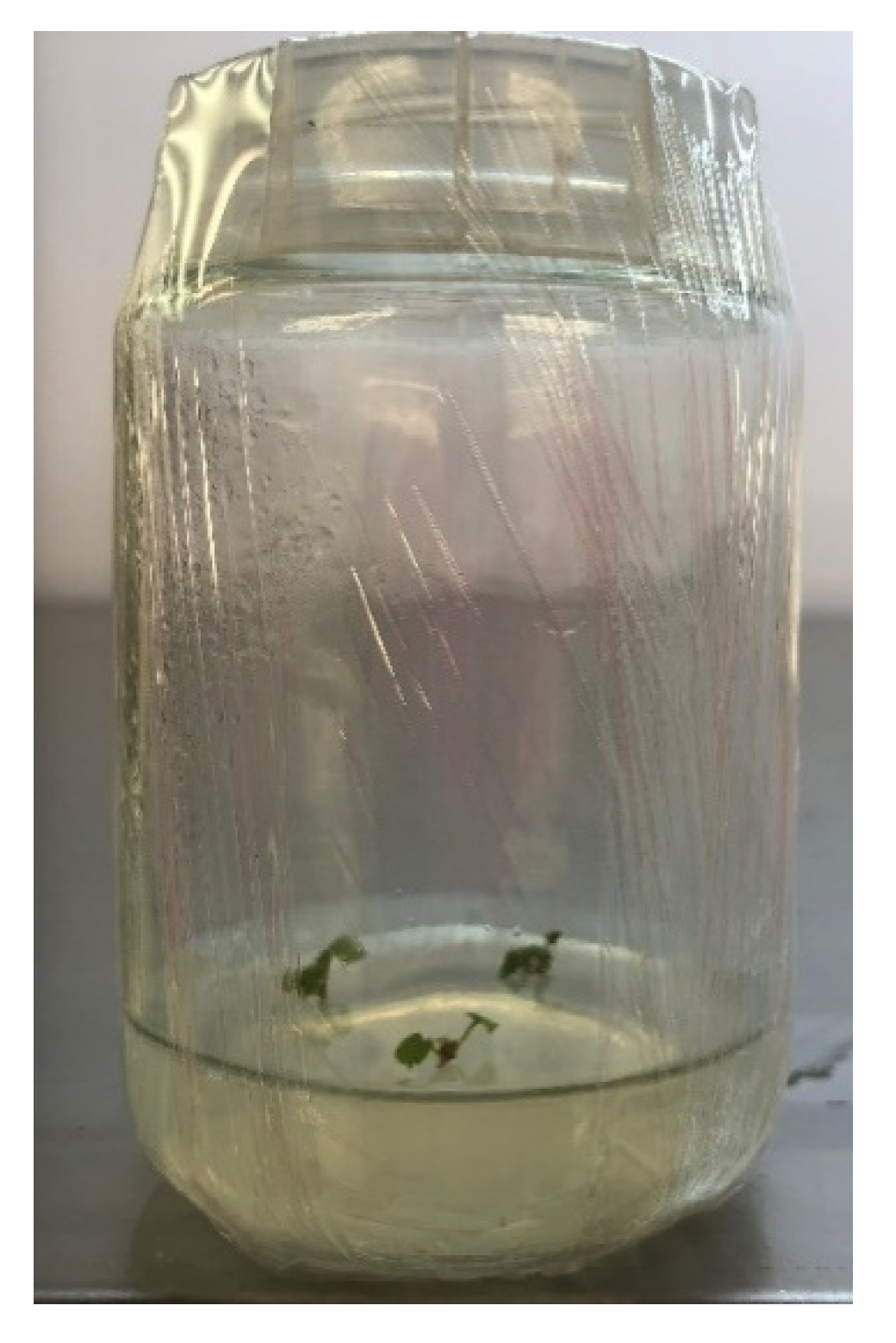 Horticulturae 09 01065 g001