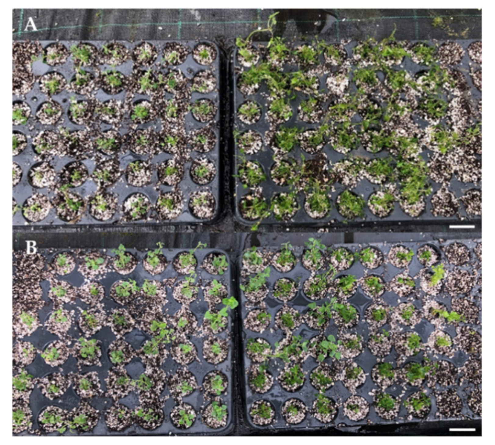 Horticulturae 09 01065 g003