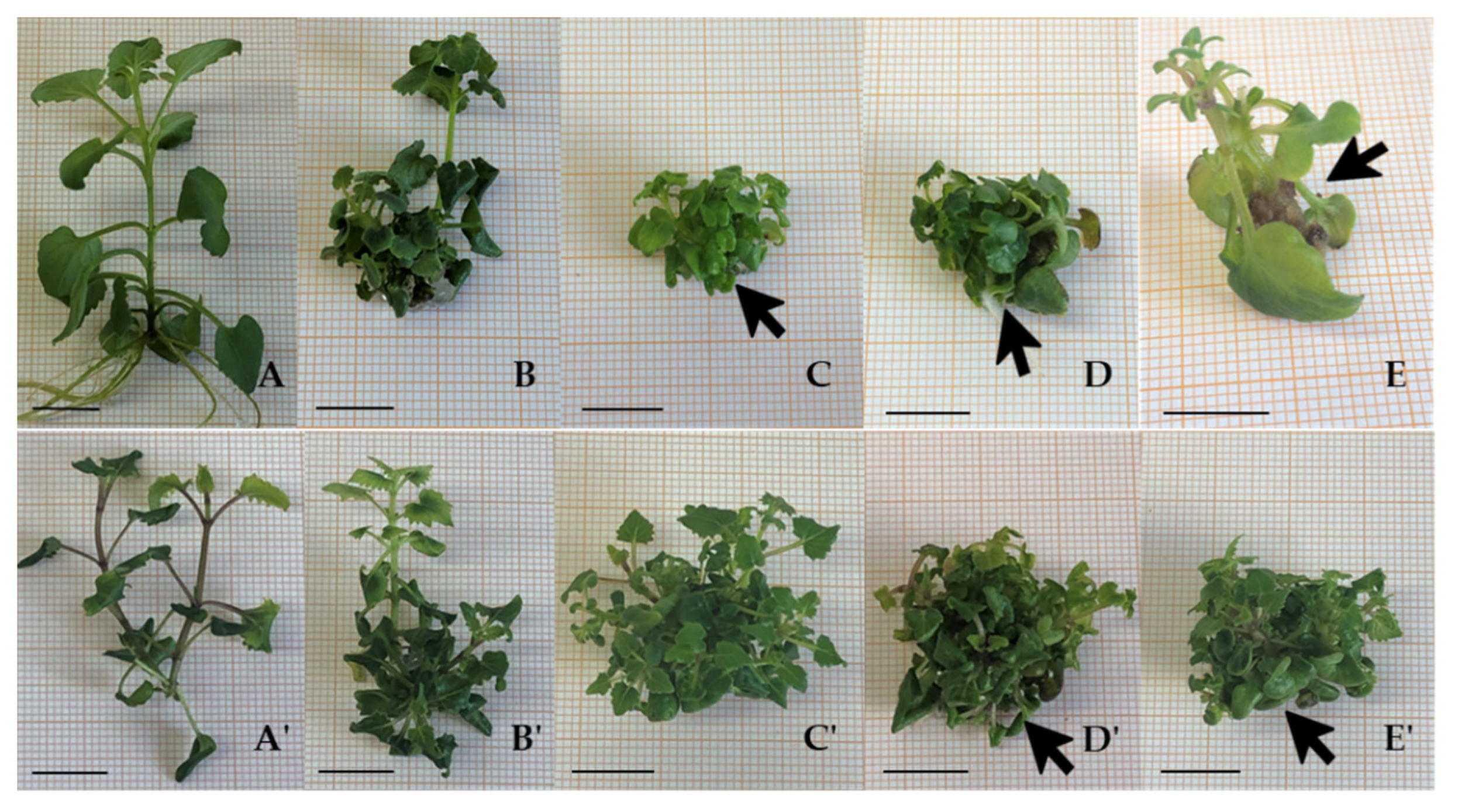 Horticulturae 09 01065 g004