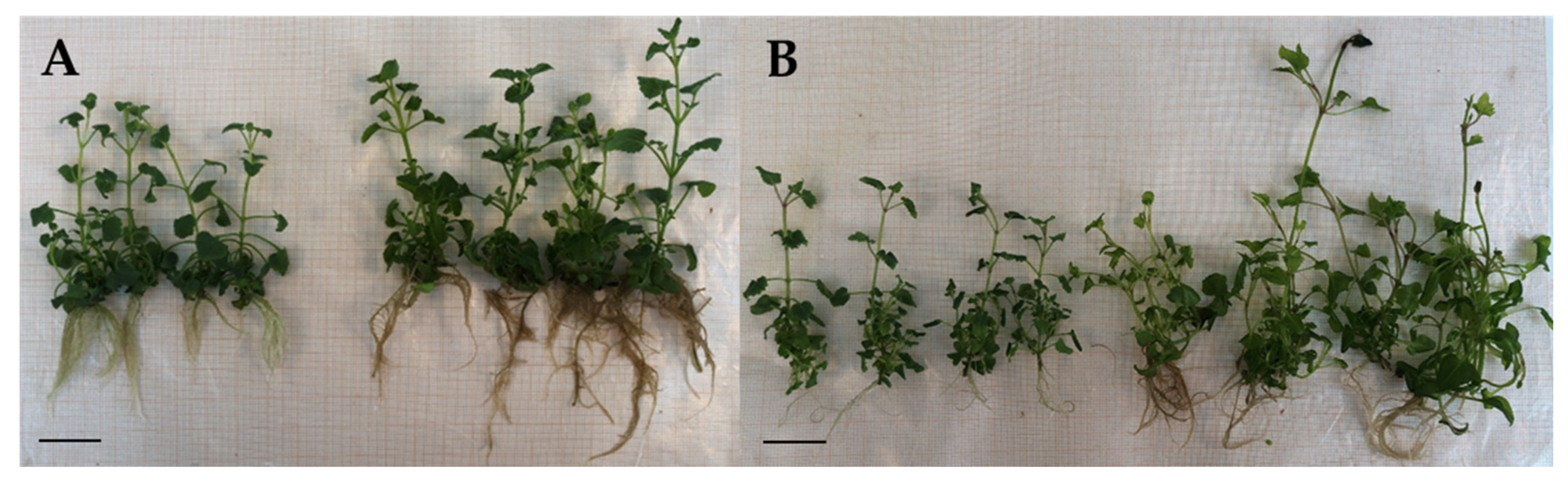 Horticulturae 09 01065 g005