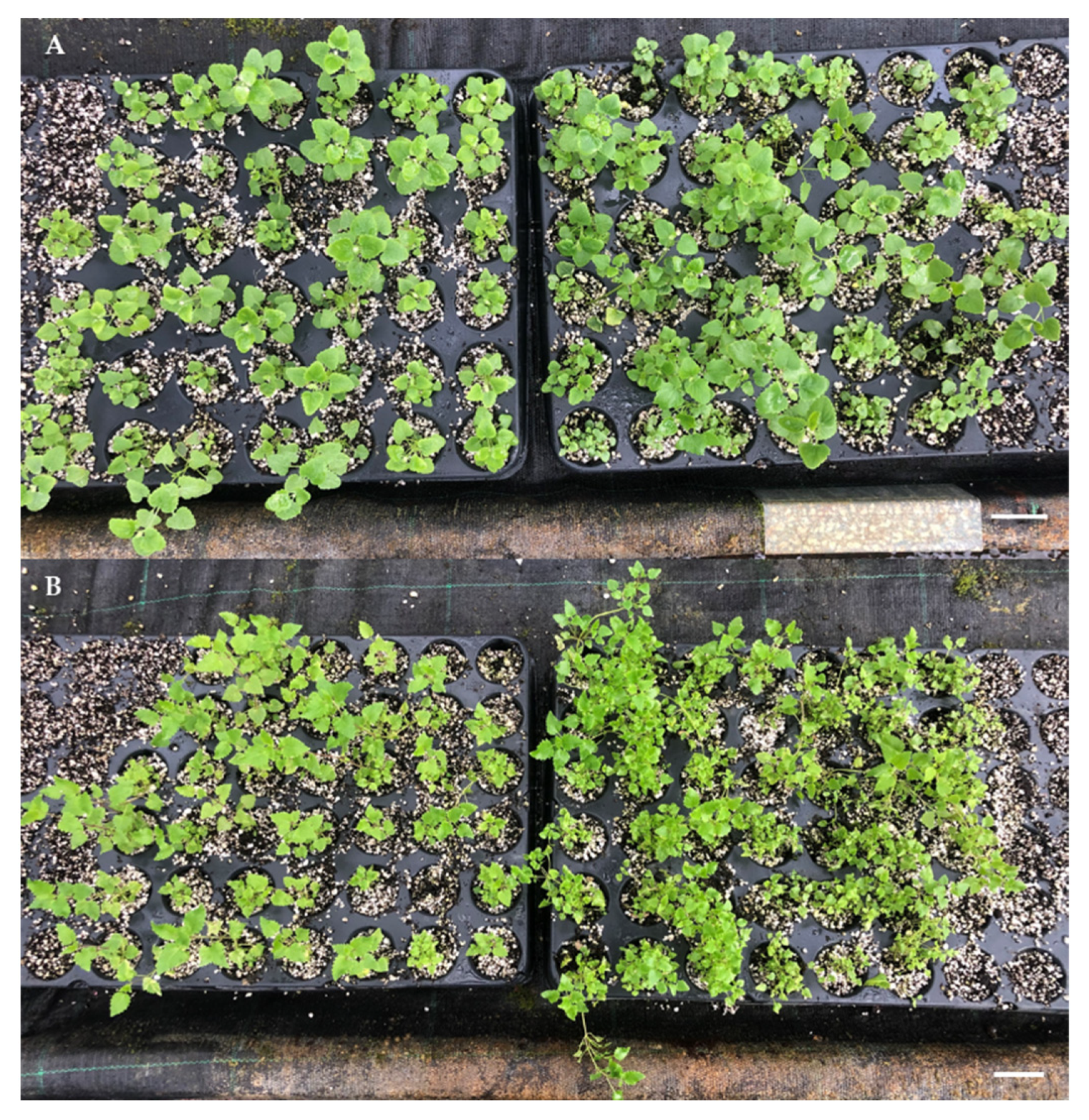 Horticulturae 09 01065 g006