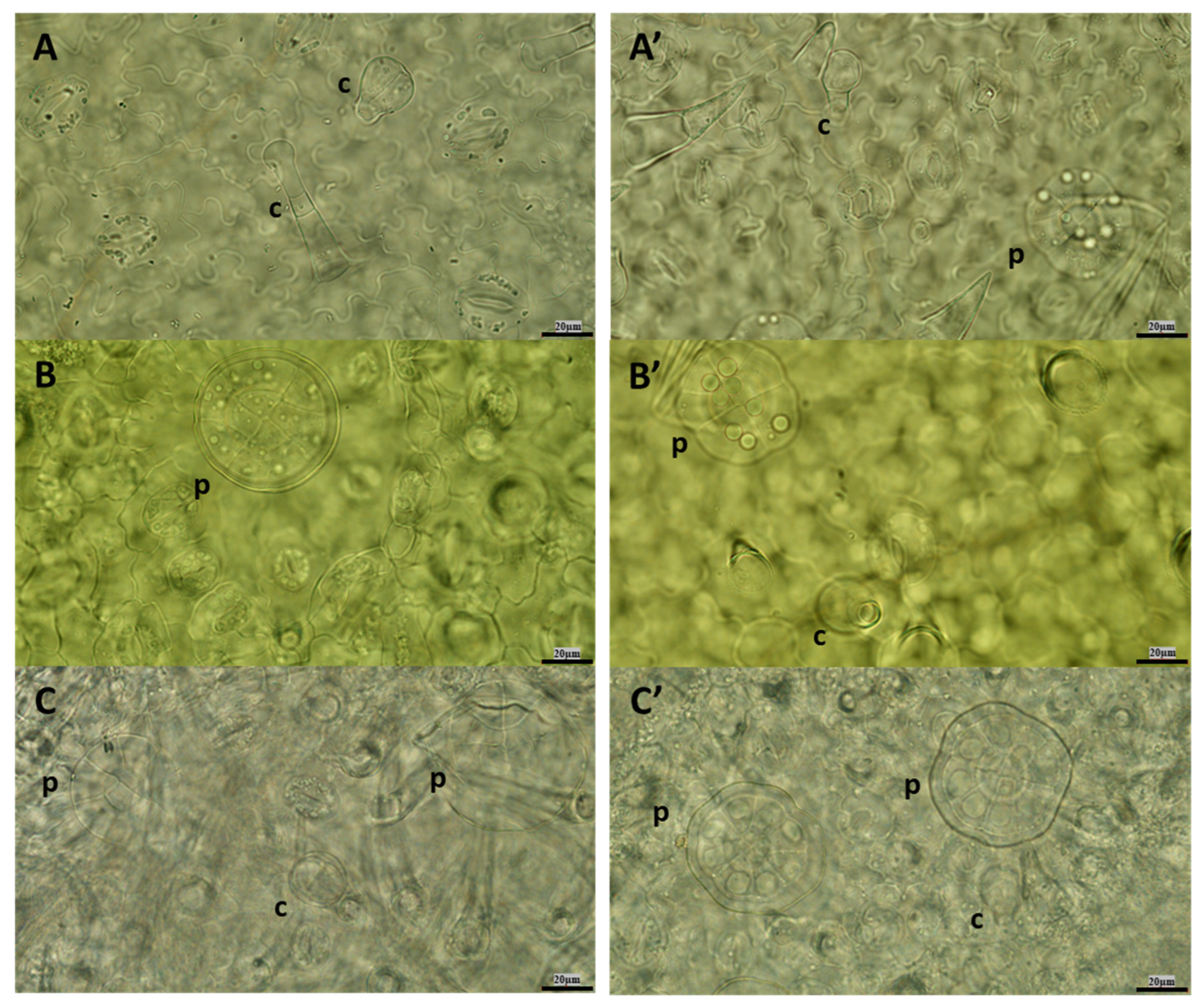 Horticulturae 09 01065 g007