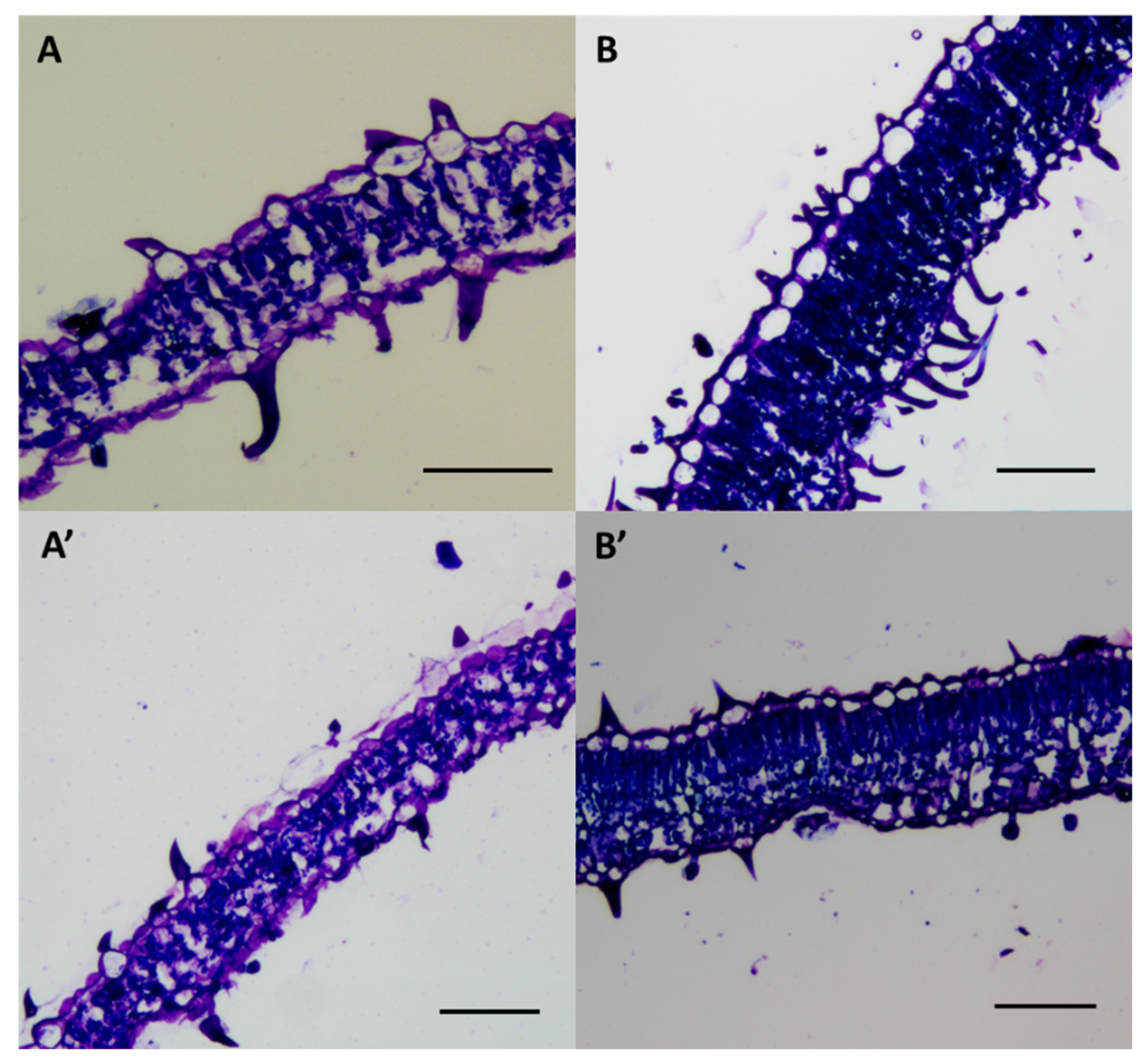 Horticulturae 09 01065 g008