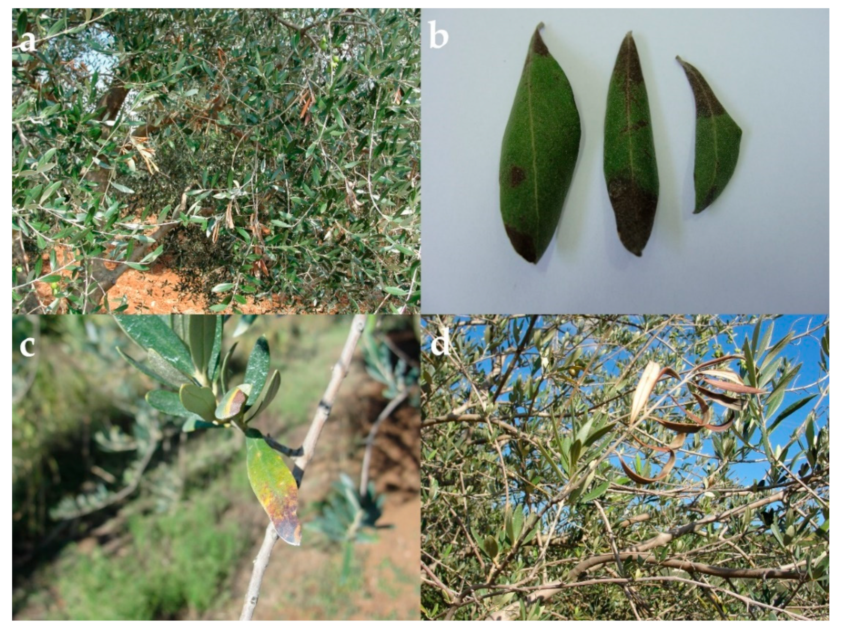 Horticulturae 09 01067 g002