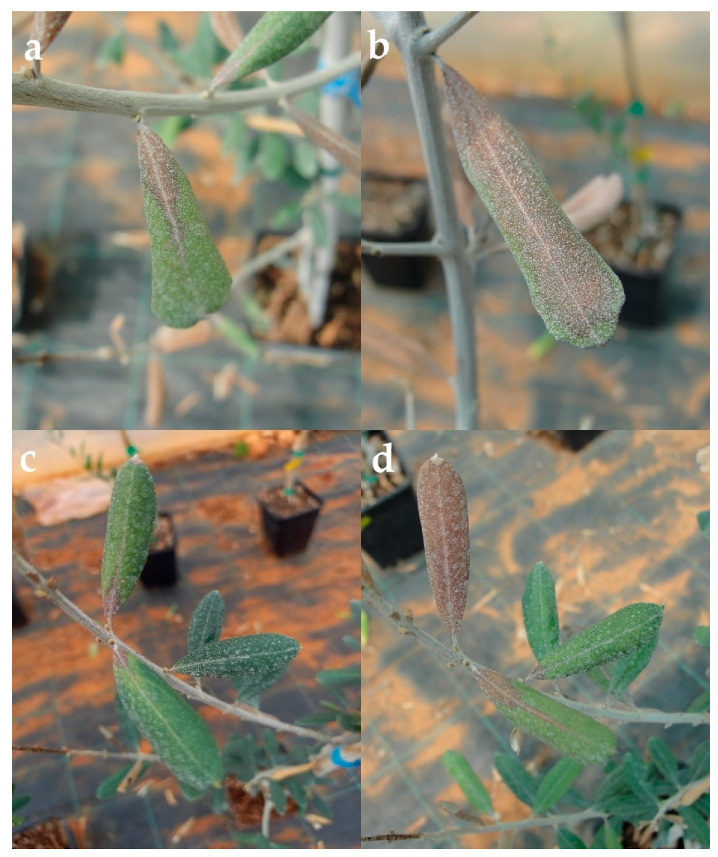 Horticulturae 09 01067 g009