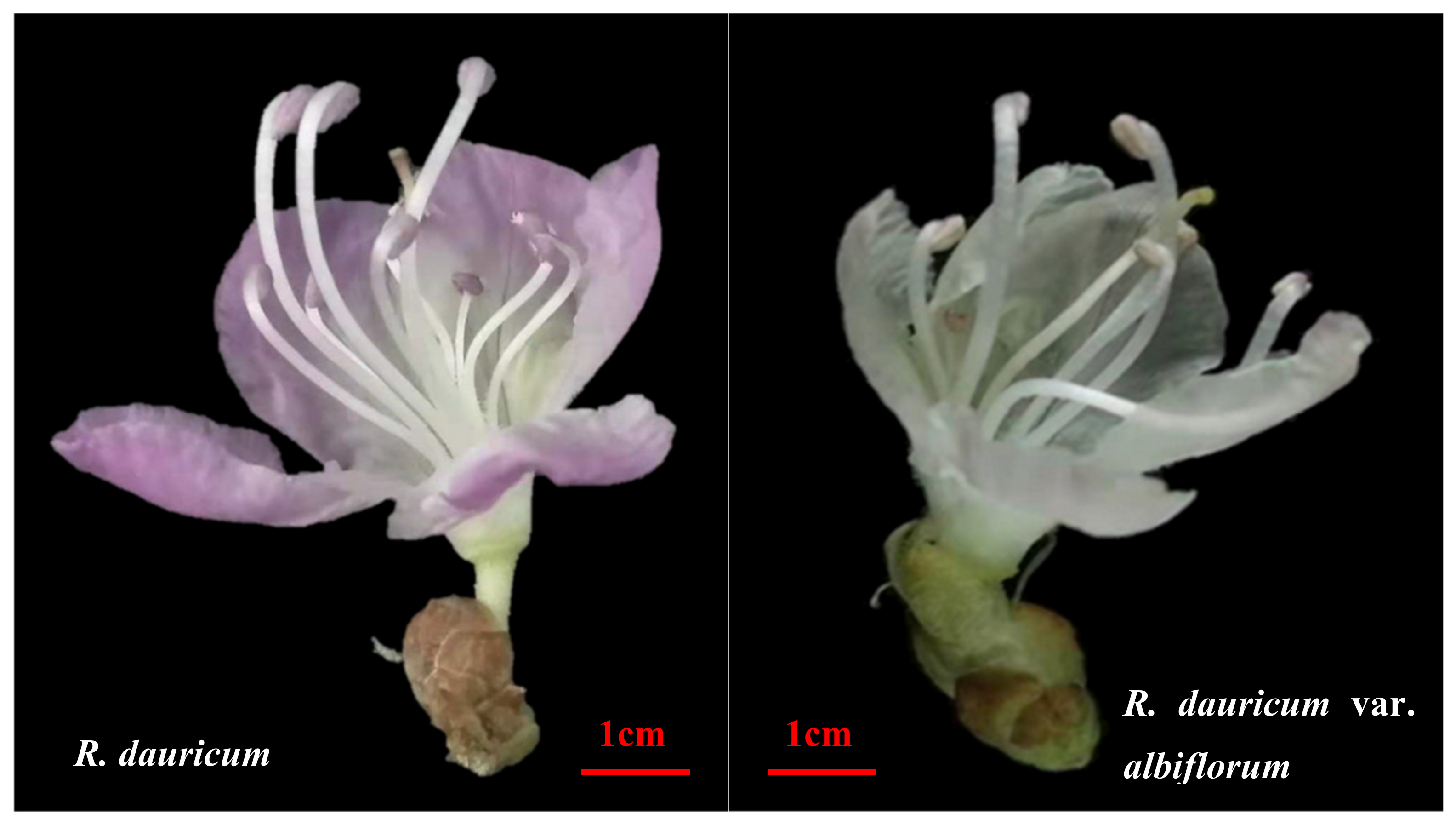 R Anthocyanin Metabolite and Transcriptome Sequencing Analysis