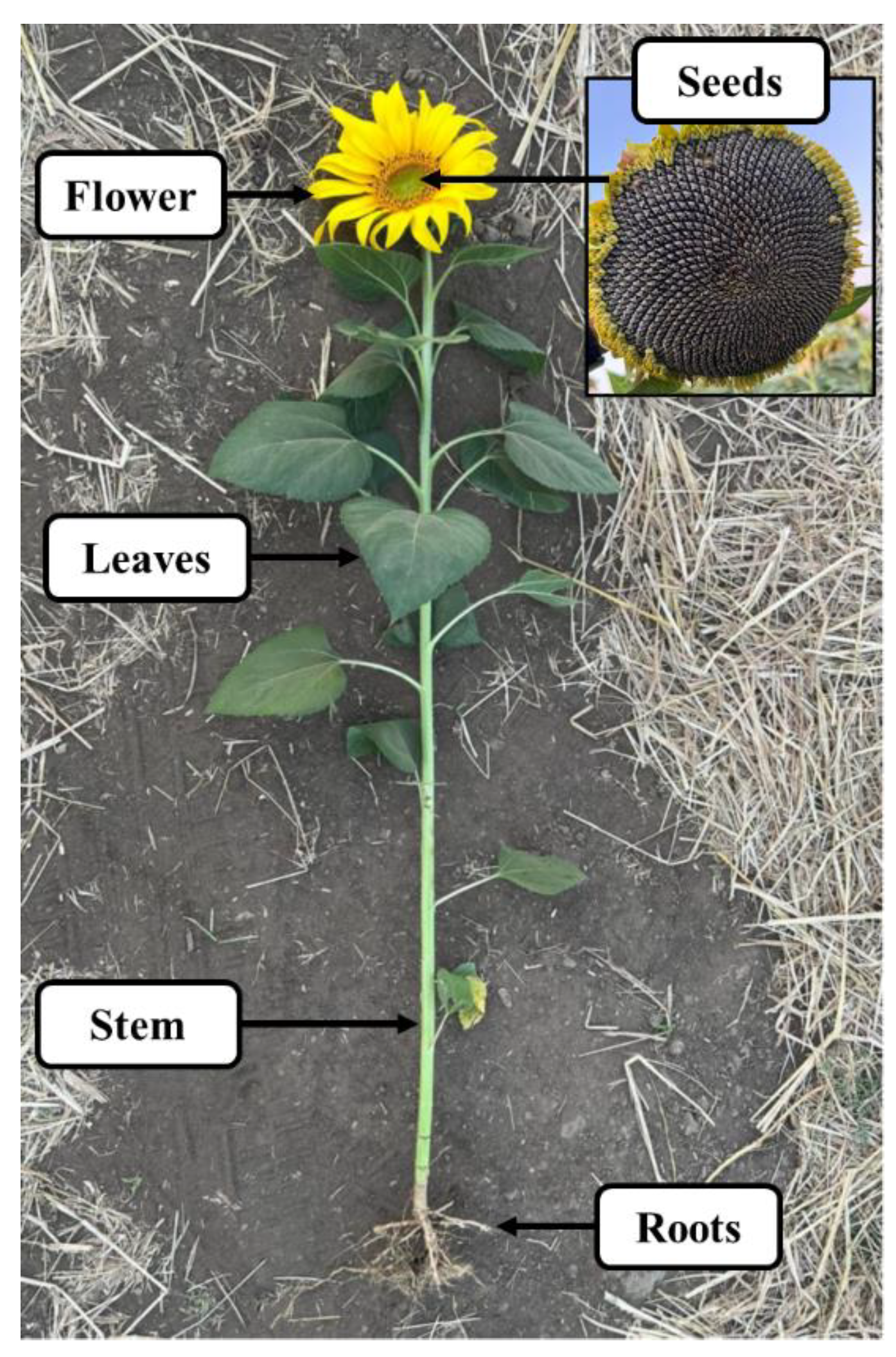 Benefits Of Sunflower Leaves Care and Problems