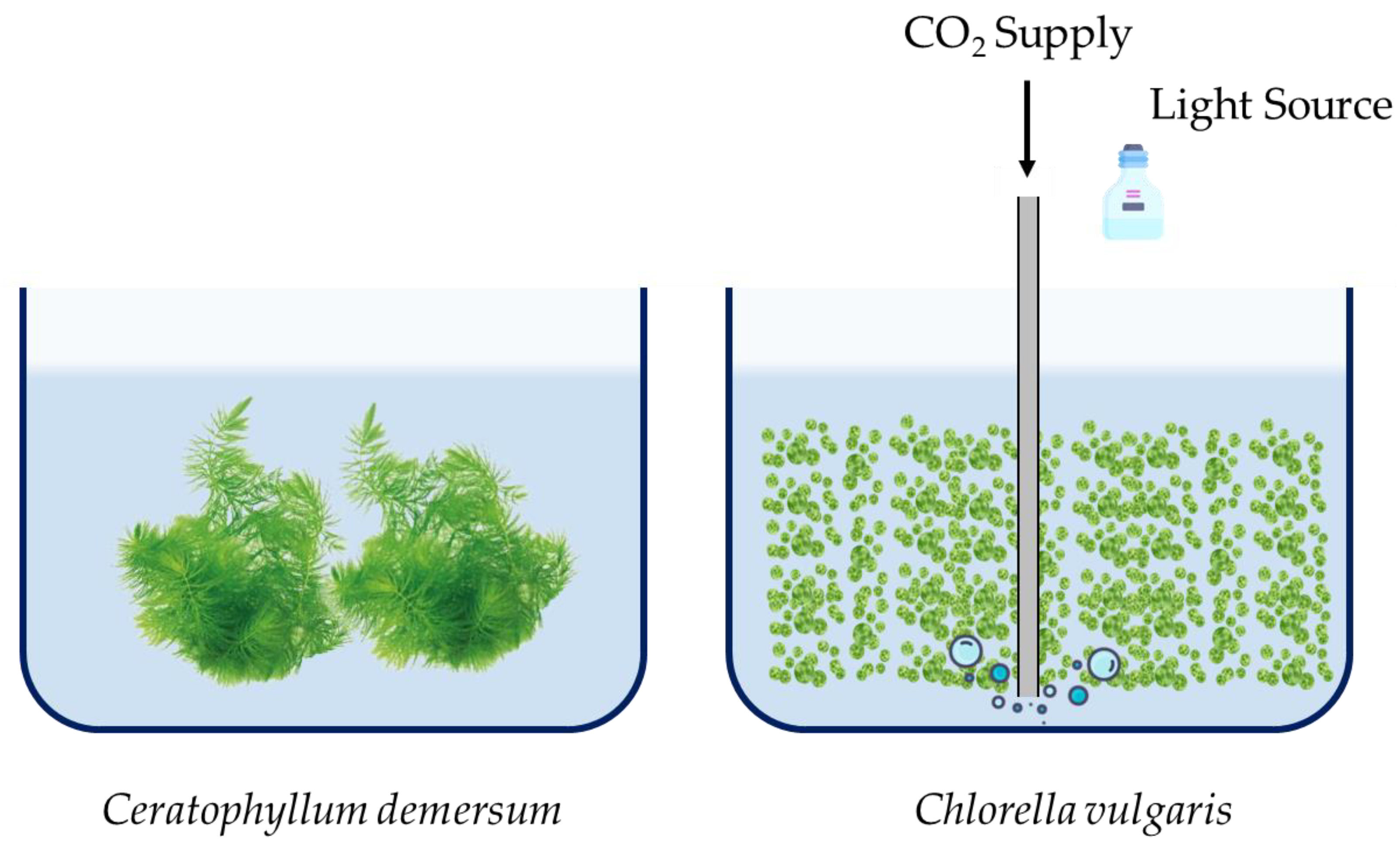 Horticulturae 09 01081 g001
