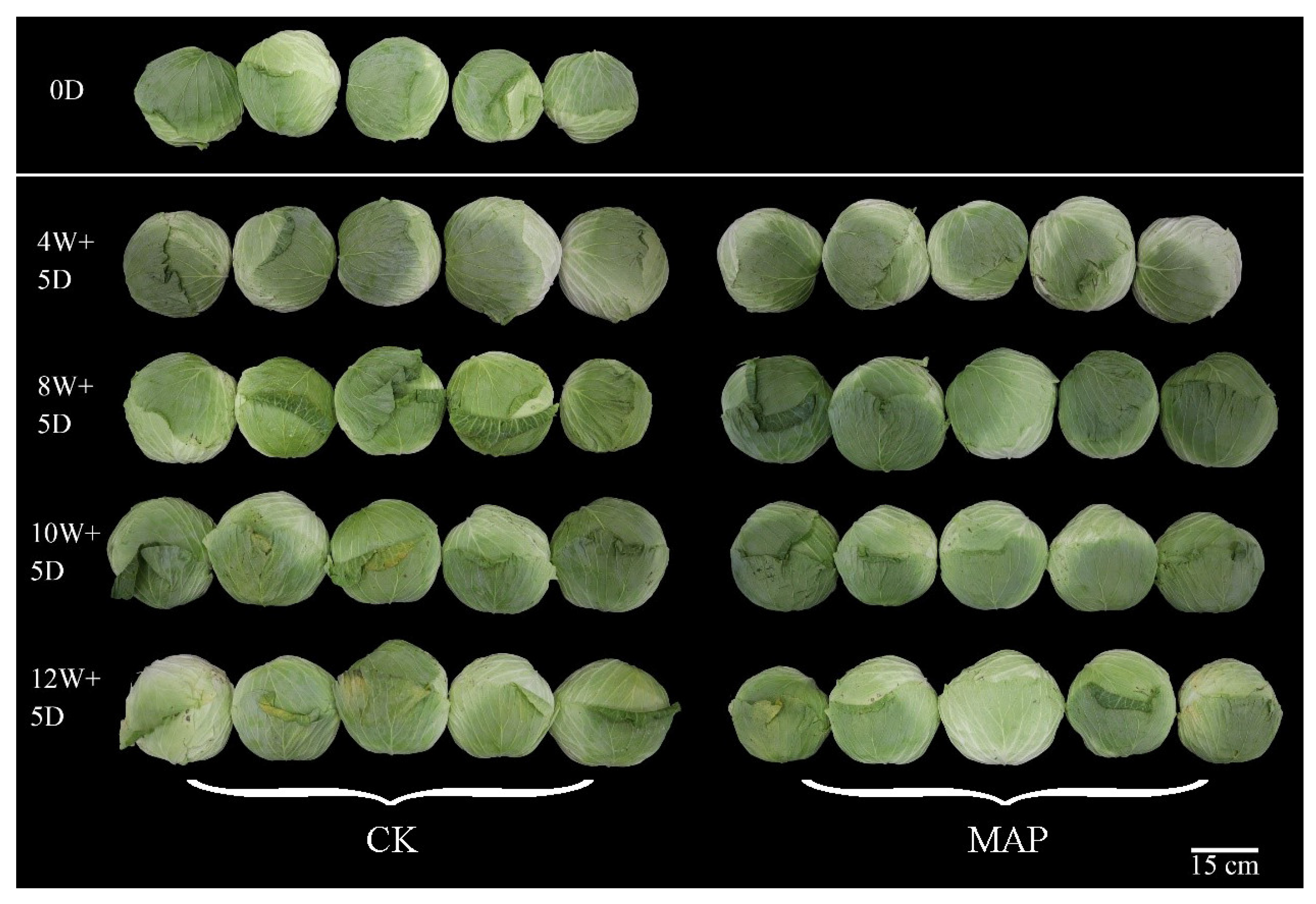 Horticulturae 09 01096 g003