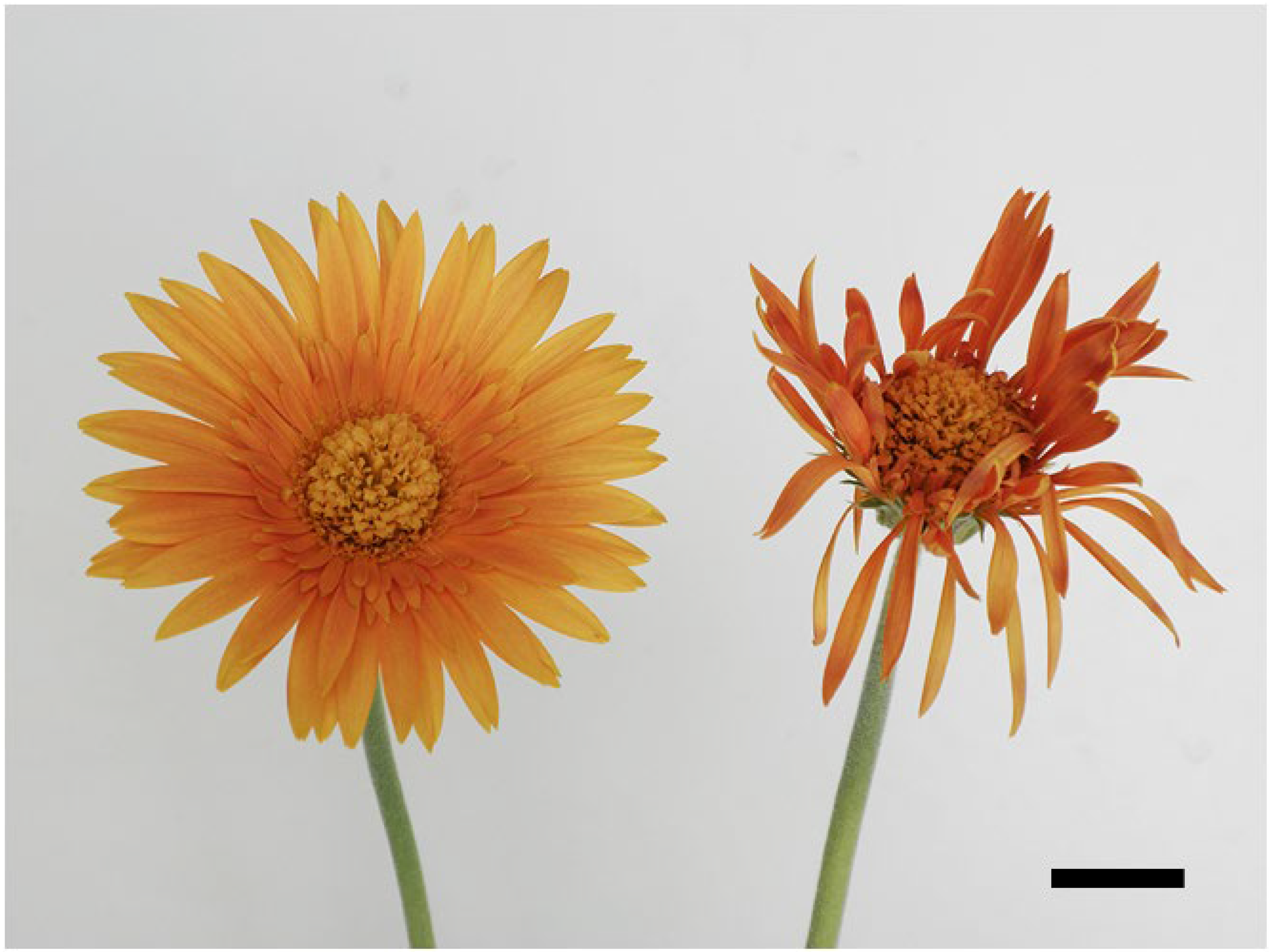 Horticulturae 09 01106 g006