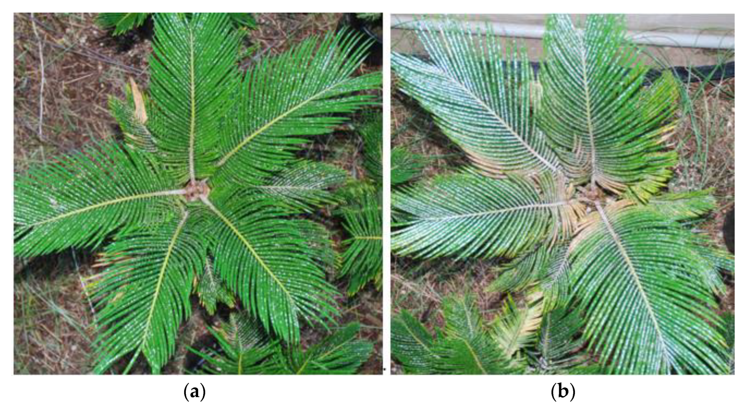 Horticulturae 09 01108 g001