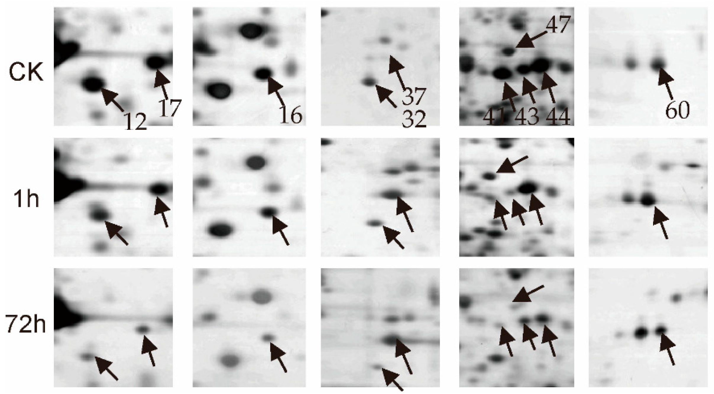 Horticulturae 09 01114 g003