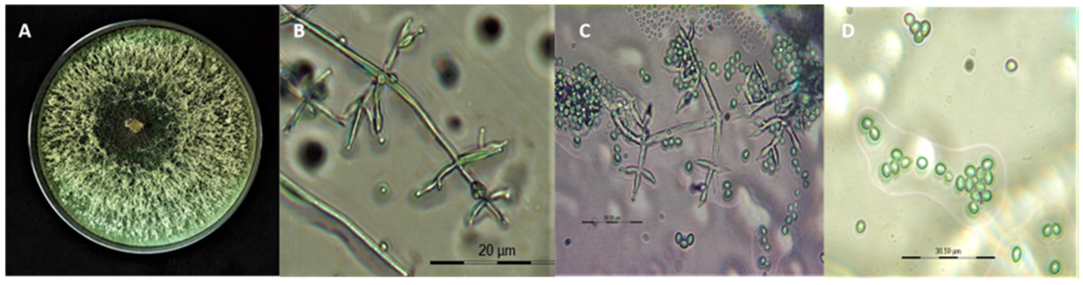 Horticulturae 09 01116 g001 Horticulturae 09 01116 g001