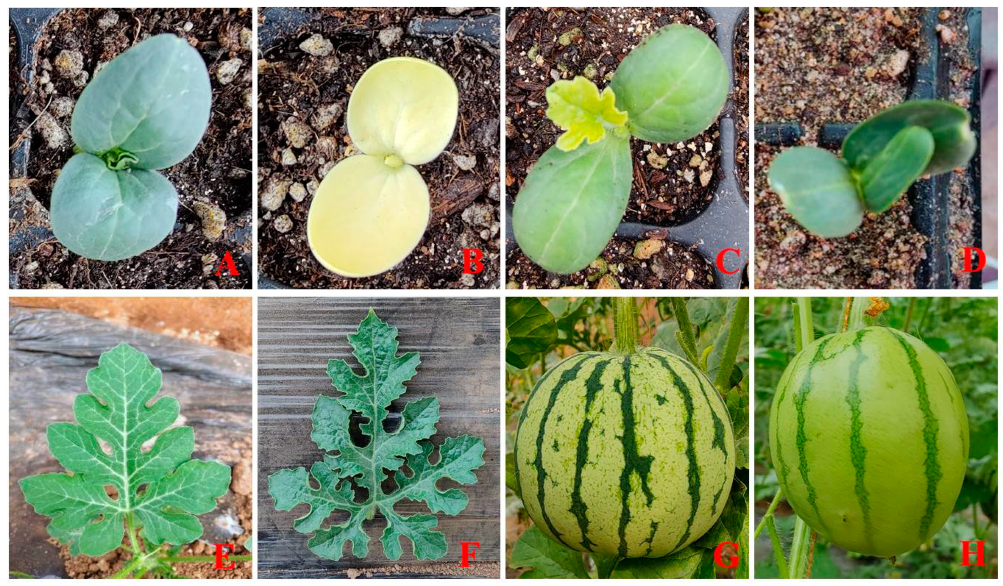 Horticulturae 09 01133 g002 Horticulturae 09 01133 g002