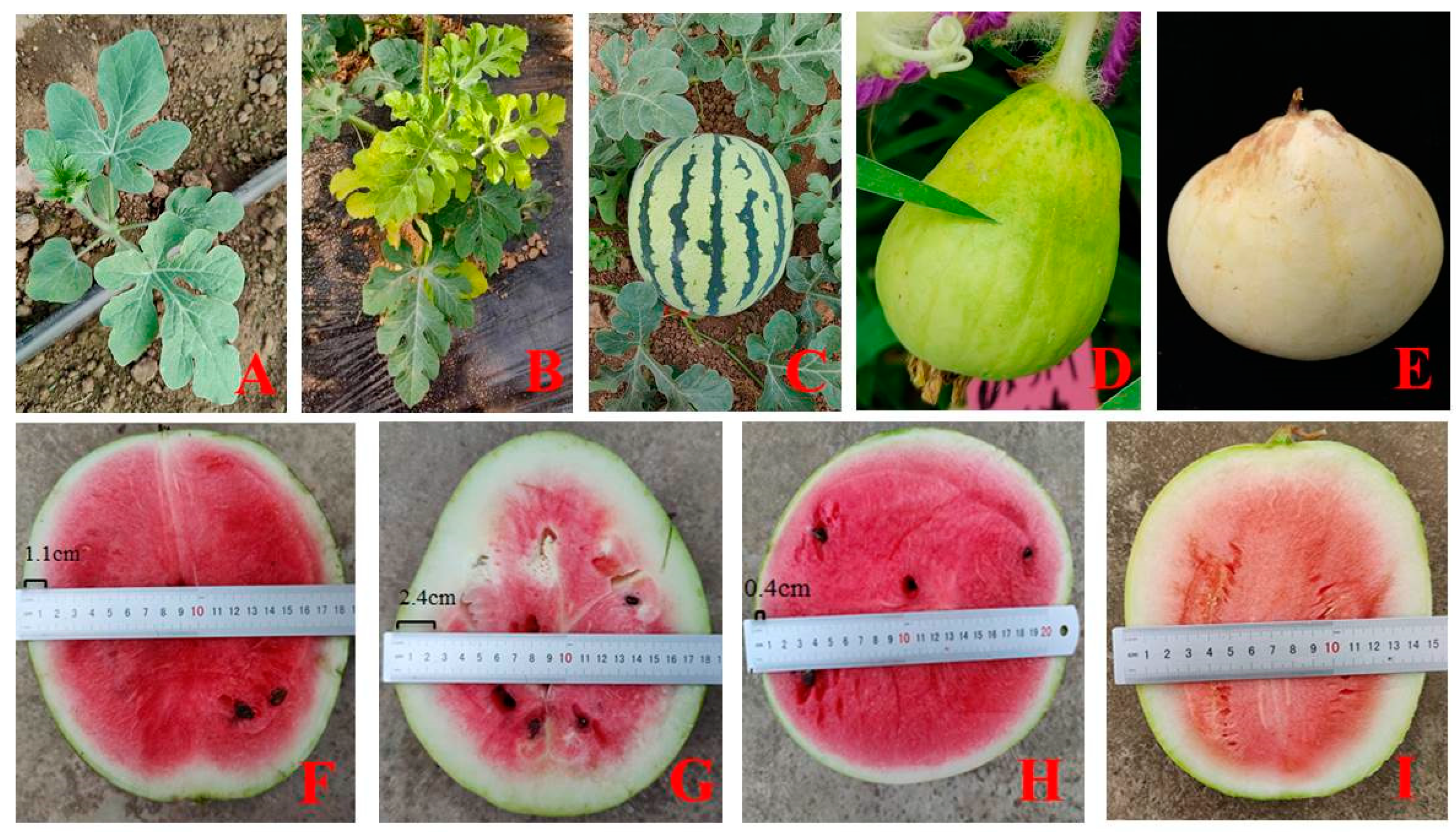 Horticulturae 09 01133 g003 Horticulturae 09 01133 g003