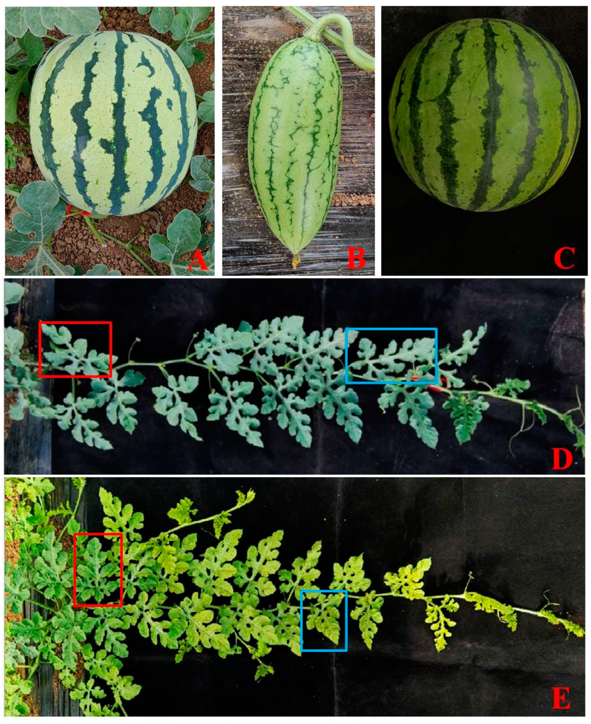 Horticulturae 09 01133 g004 Horticulturae 09 01133 g004