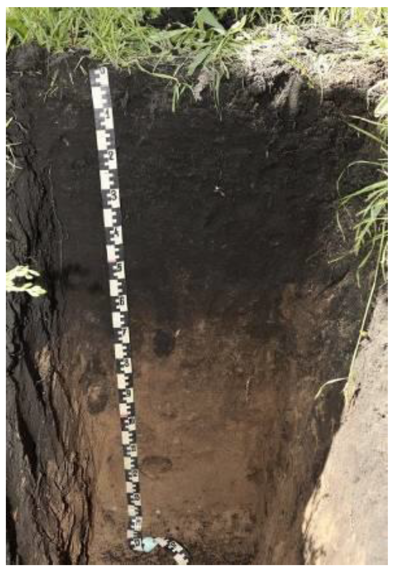 Horticulturae 09 01144 g001