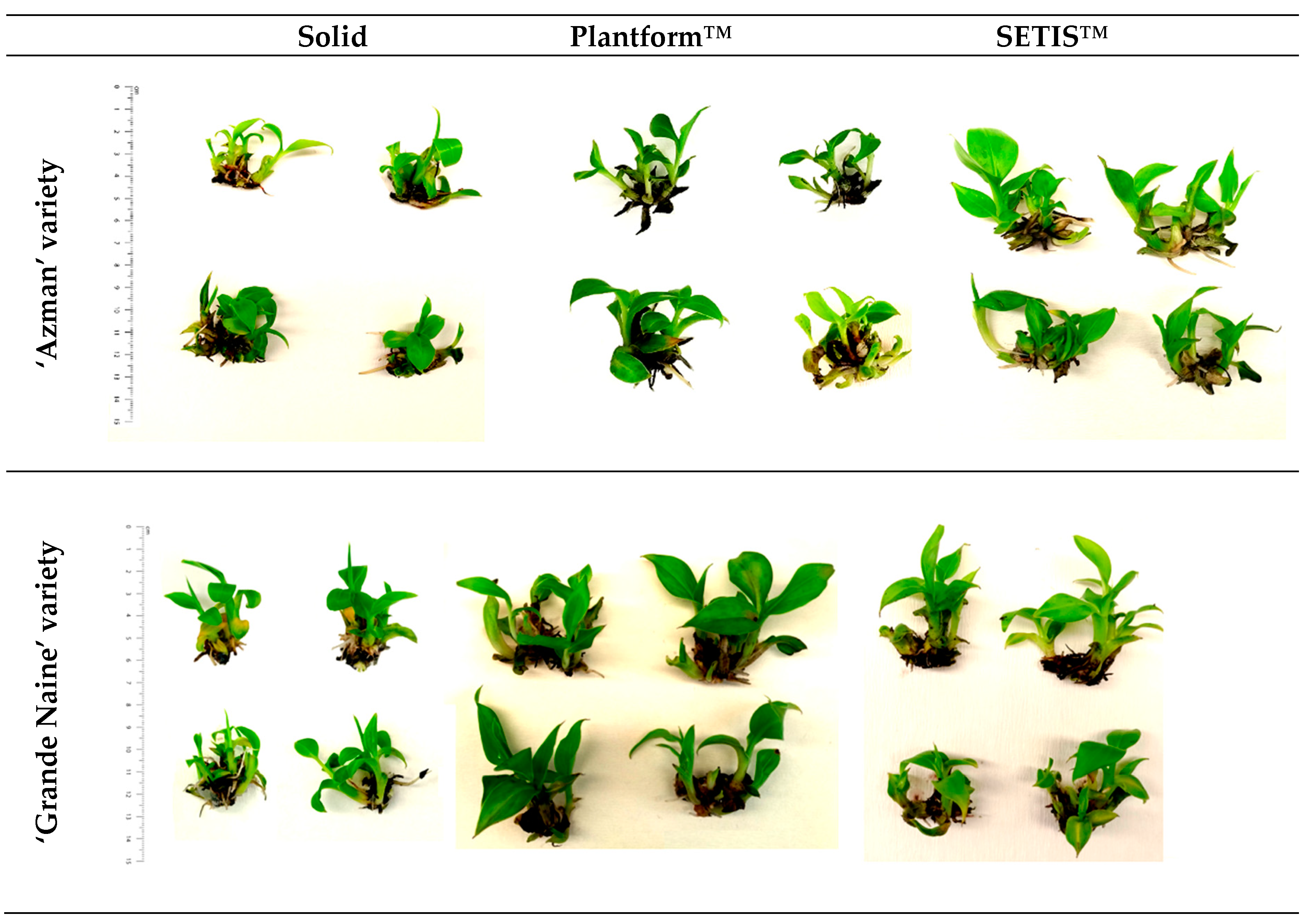 Horticulturae 09 01154 g001