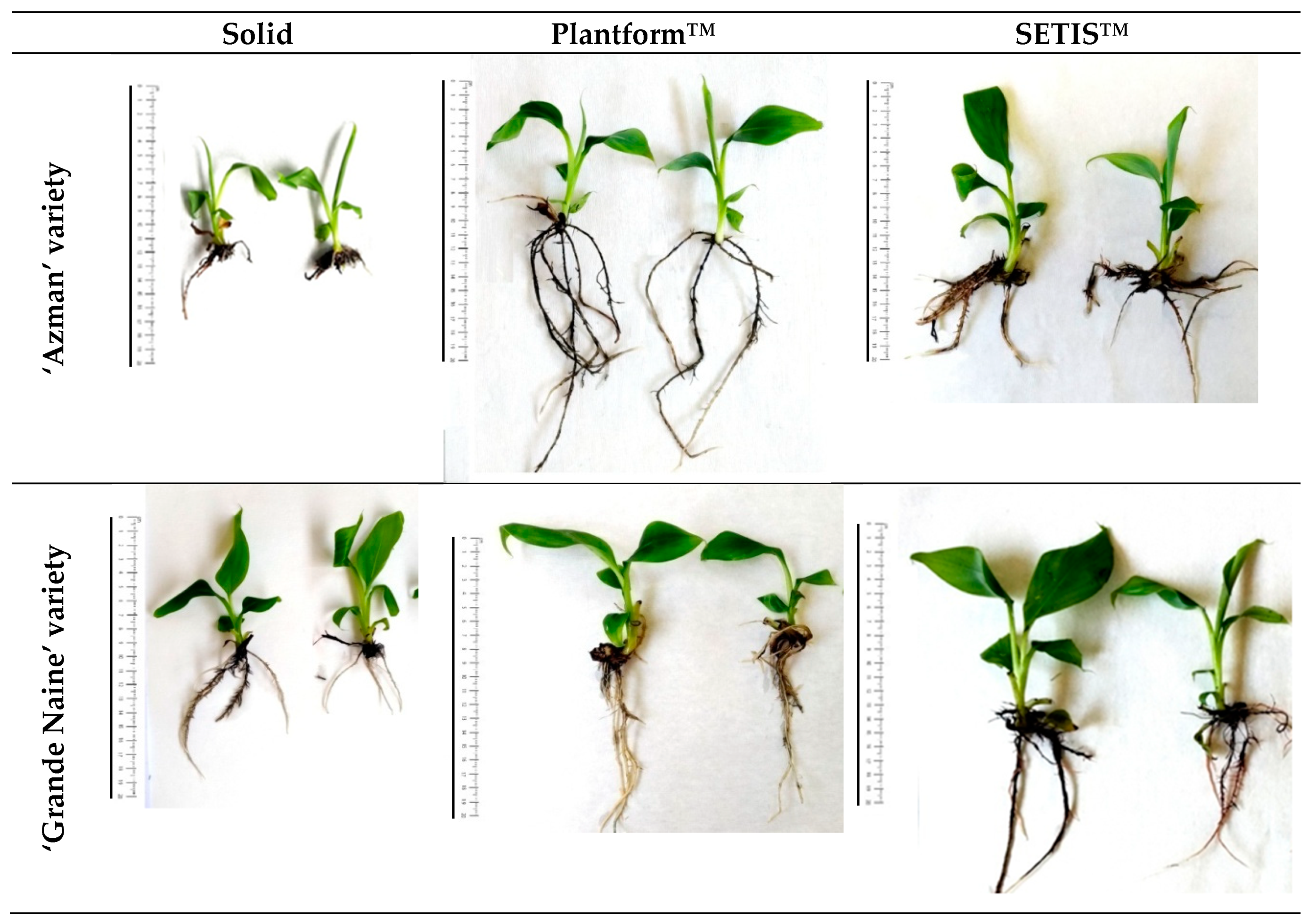 Horticulturae 09 01154 g003
