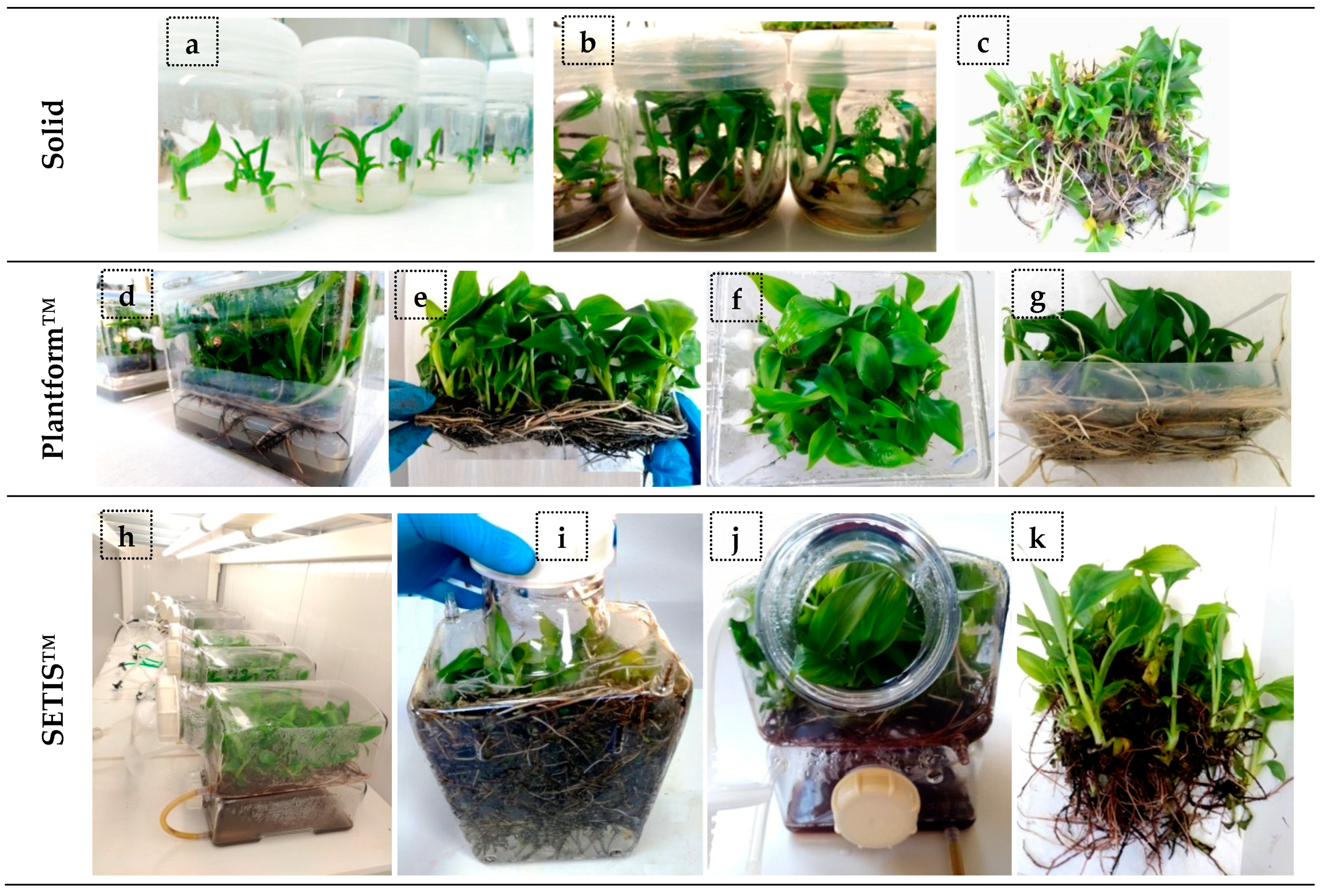 Horticulturae 09 01154 g004