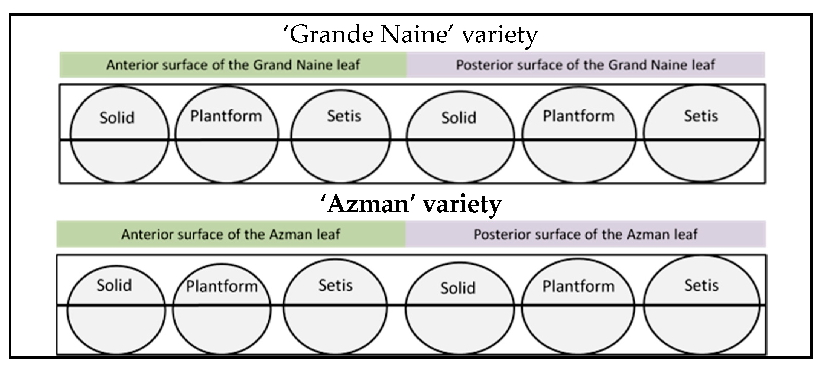 Horticulturae 09 01154 g005