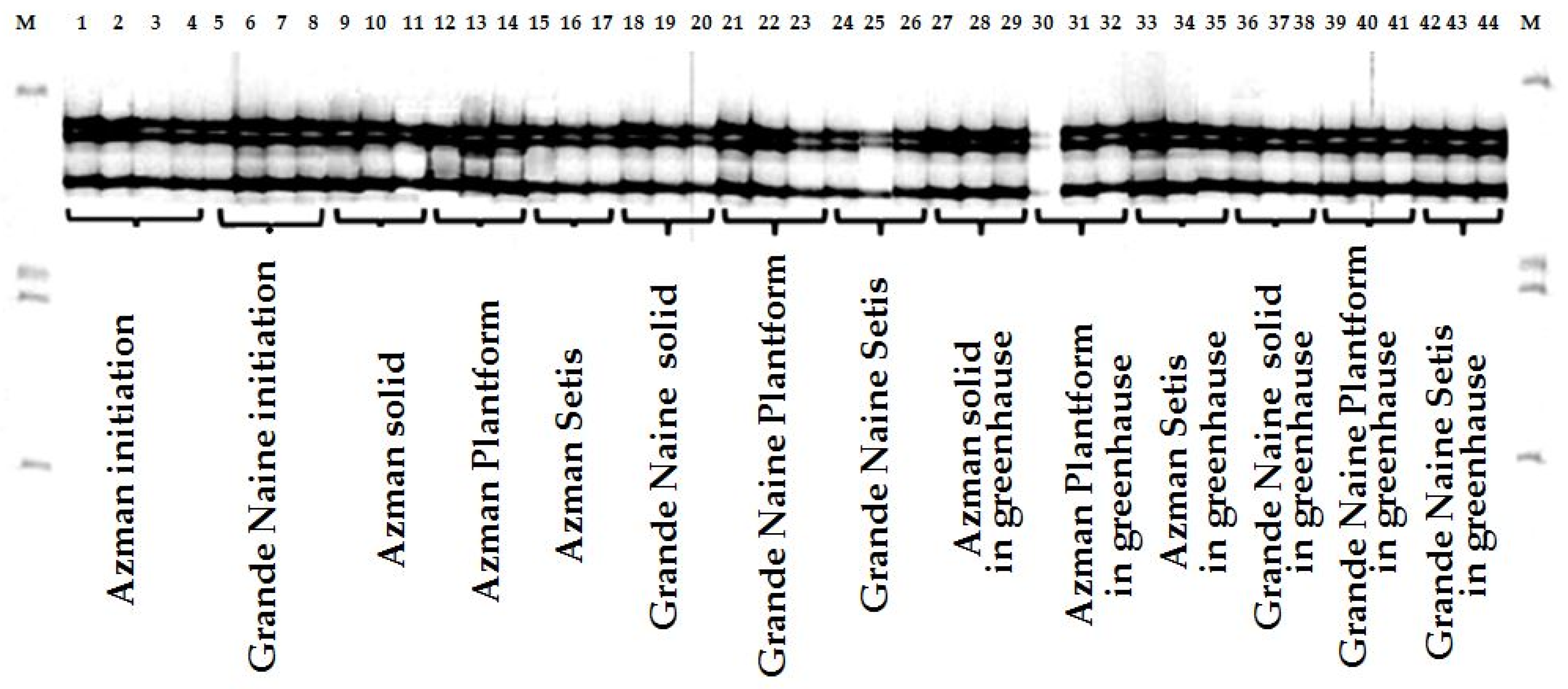 Horticulturae 09 01154 g007