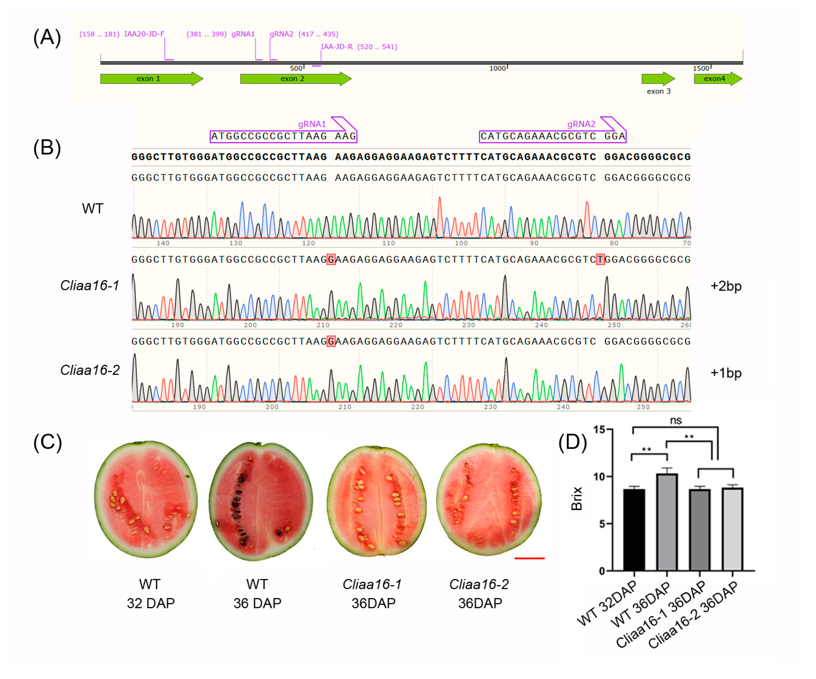 Horticulturae 09 01167 g007