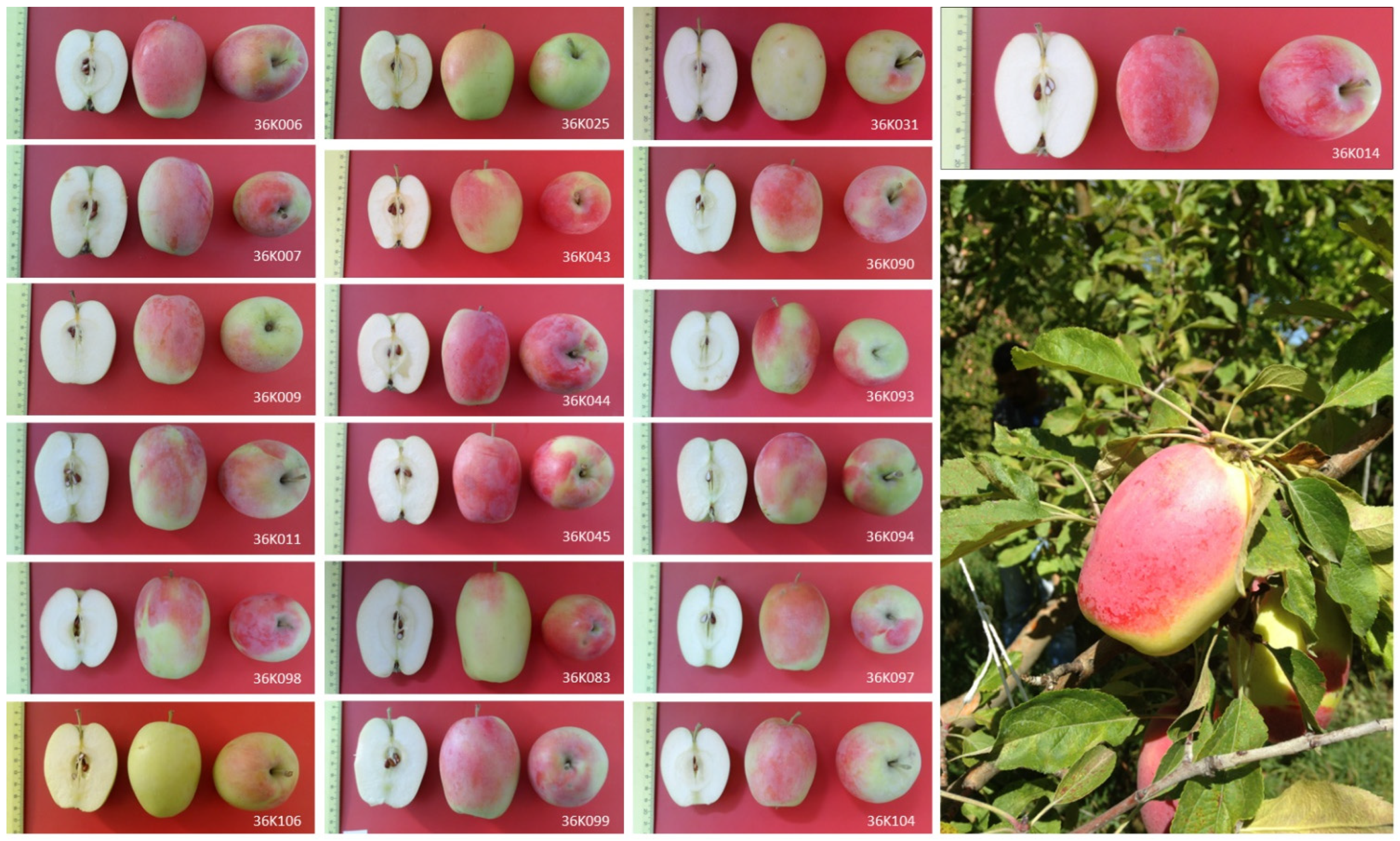 Washington's organic apple acreage grew 37 percent - Good Fruit Grower