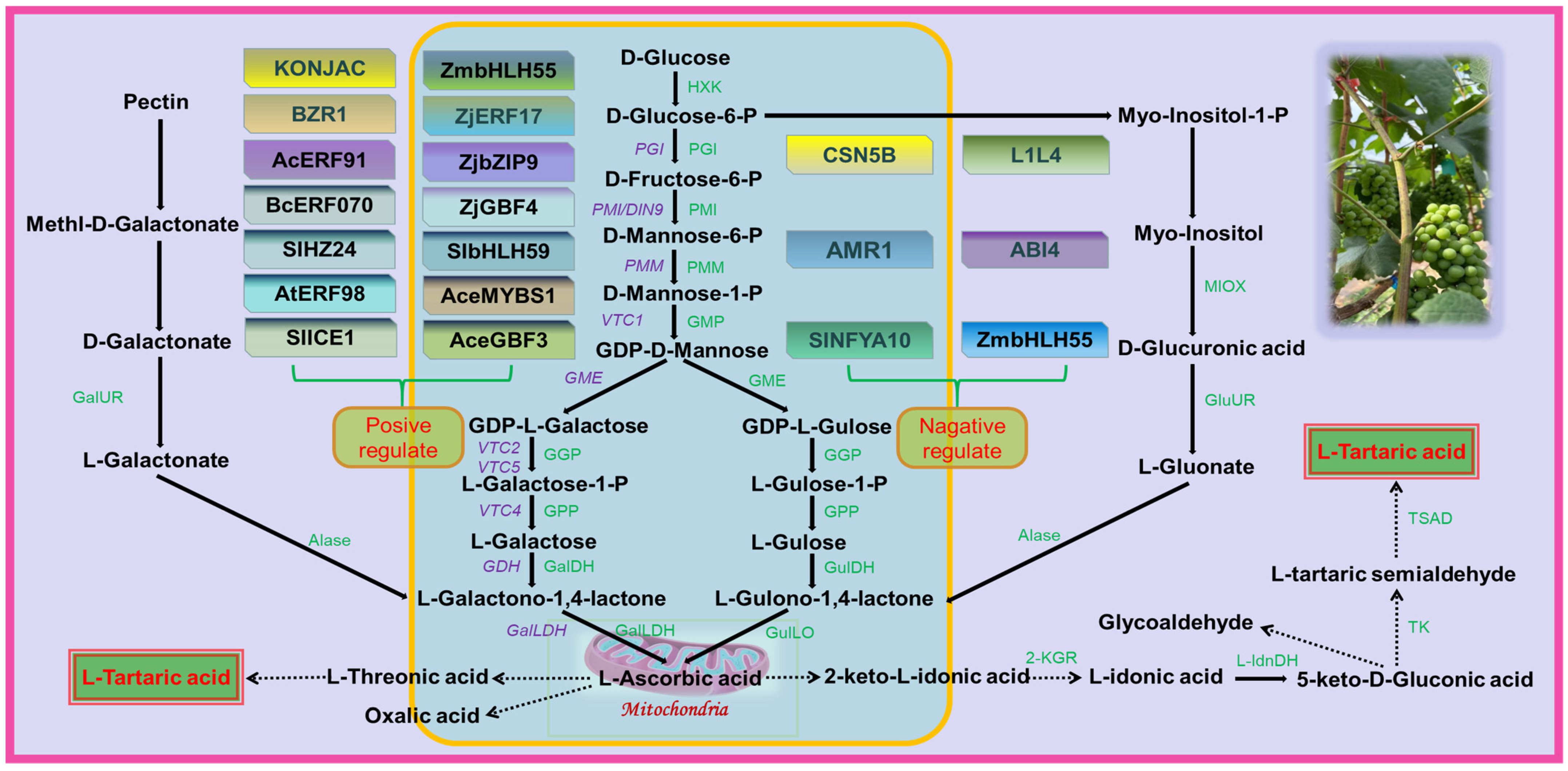 Horticulturae 09 01173 g002