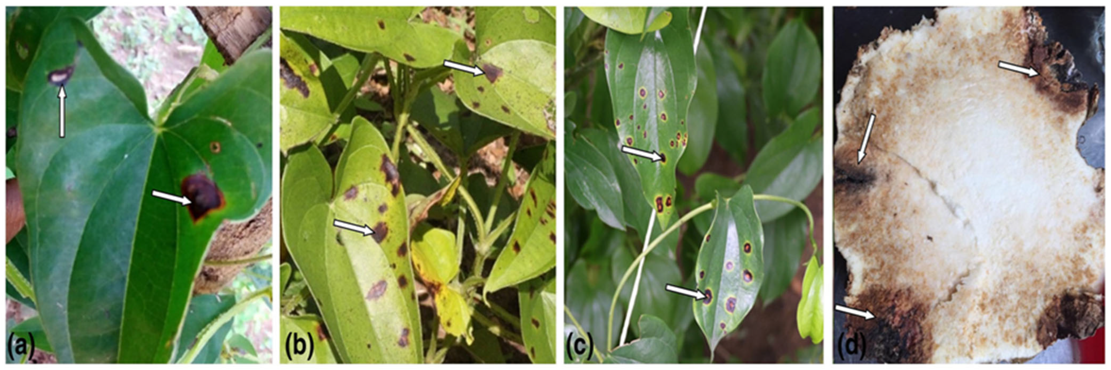 Horticulturae 09 01183 g003