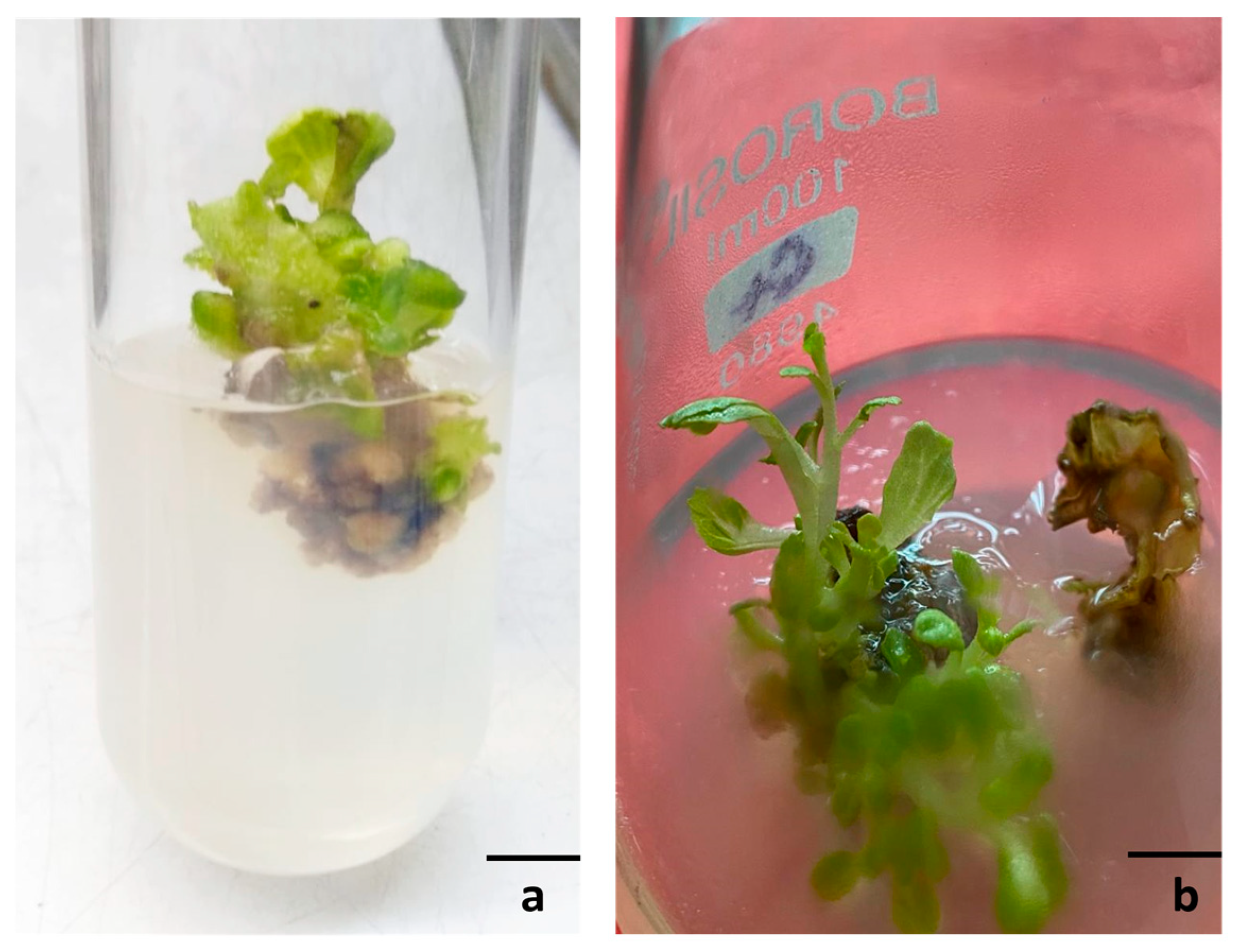 Horticulturae 09 01189 g002 Horticulturae 09 01189 g002