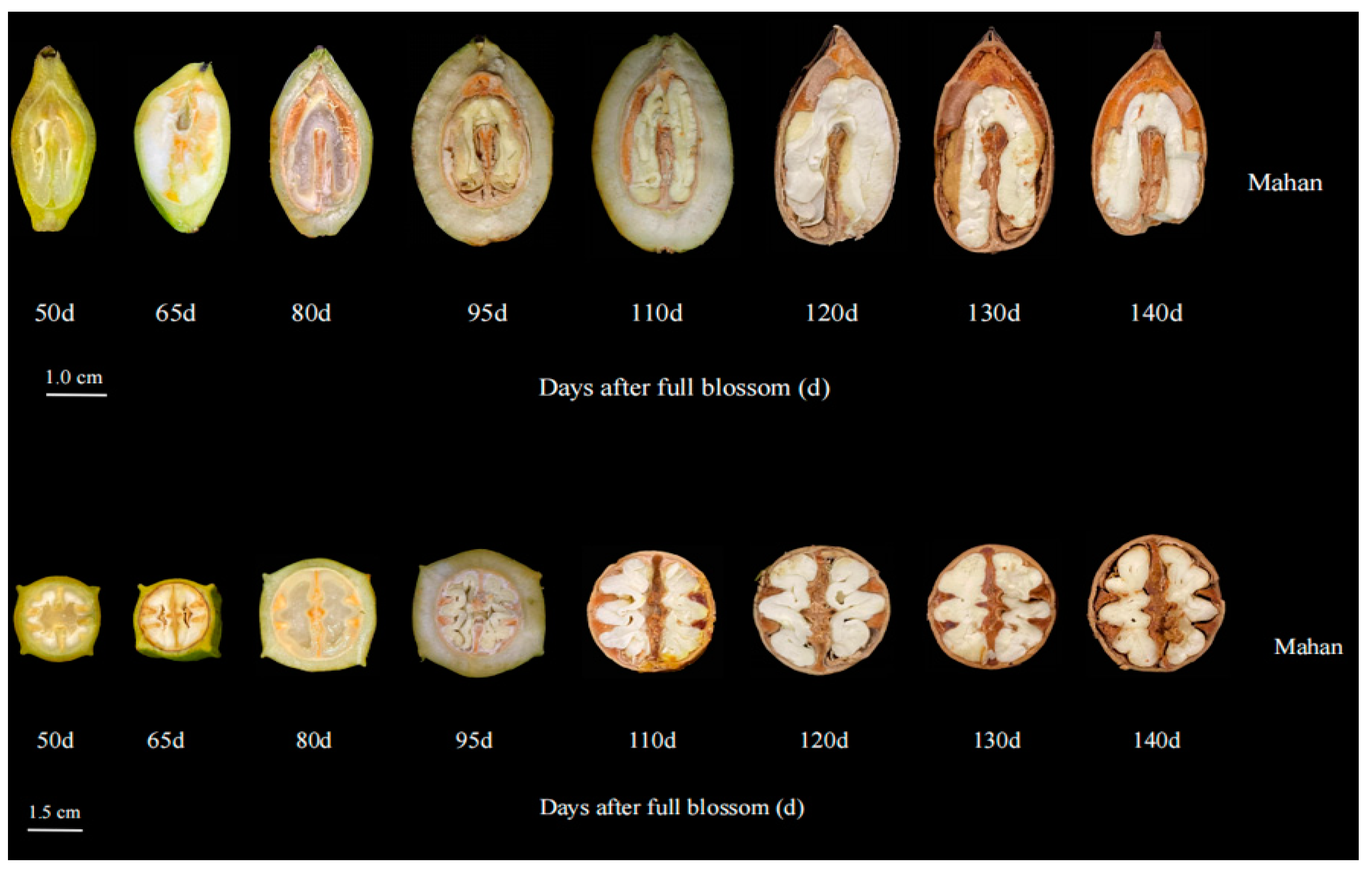 Horticulturae 09 01199 g001