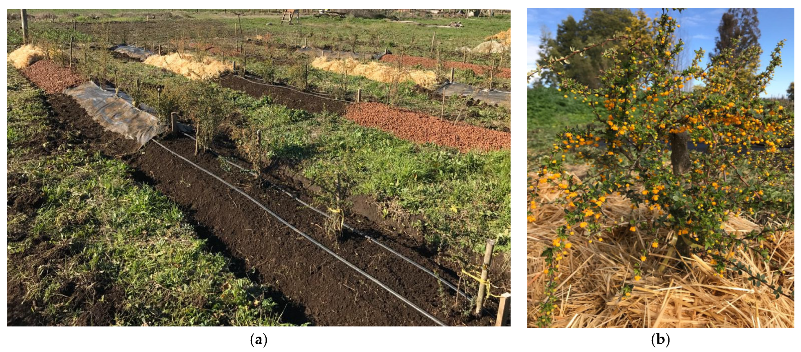 Horticulturae 09 01202 g001