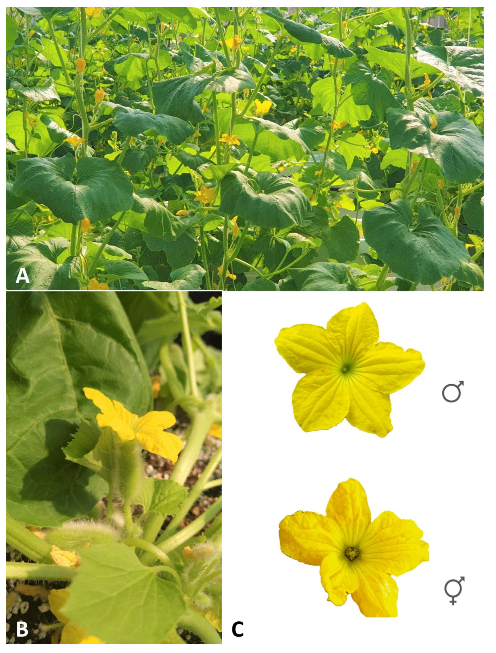 Horticulturae 09 01206 g001