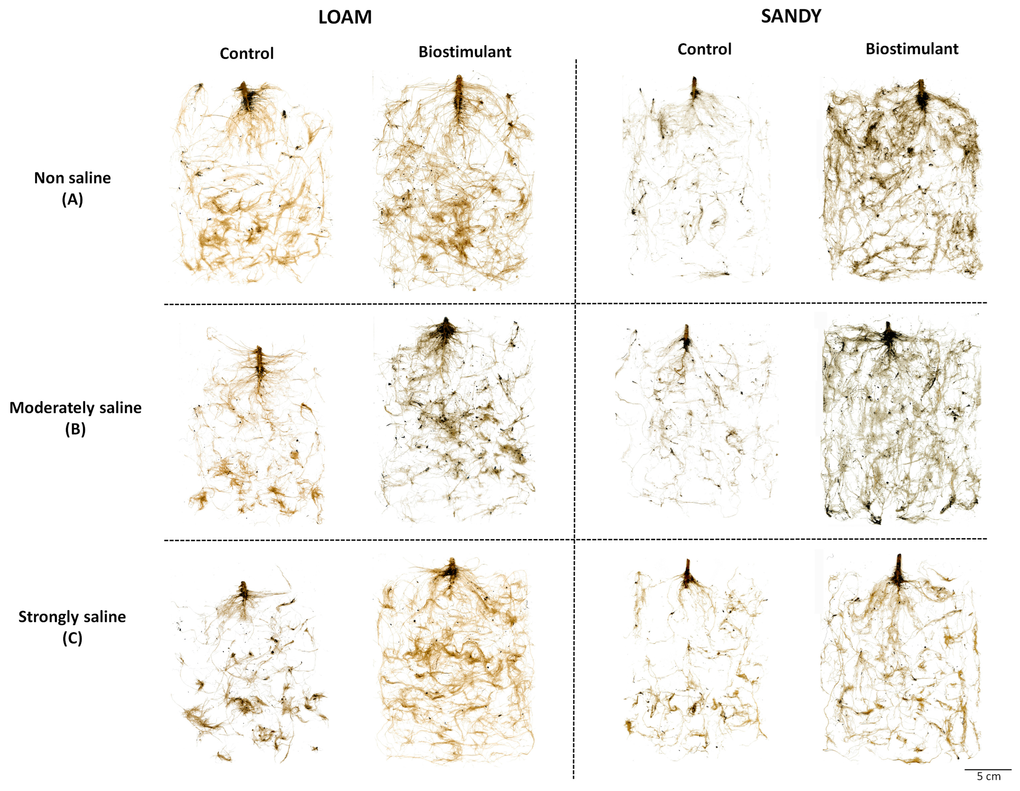 Horticulturae 09 01209 g001