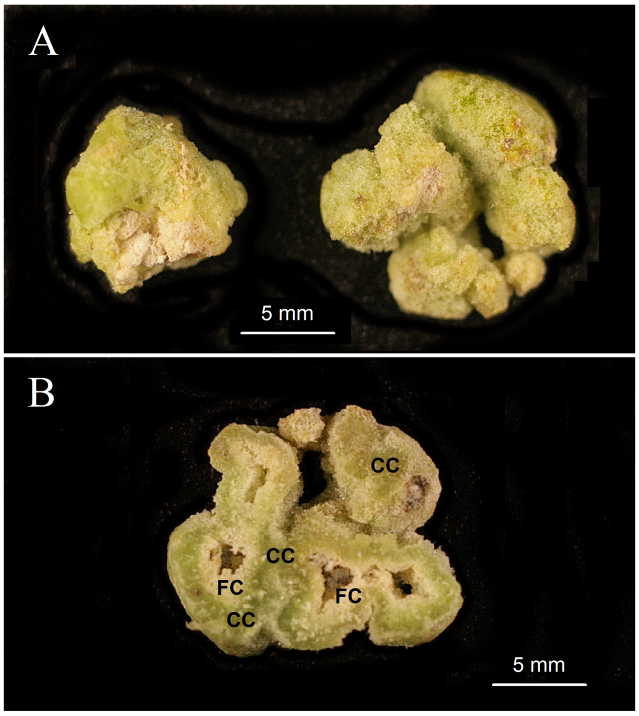 Horticulturae 09 01211 g002
