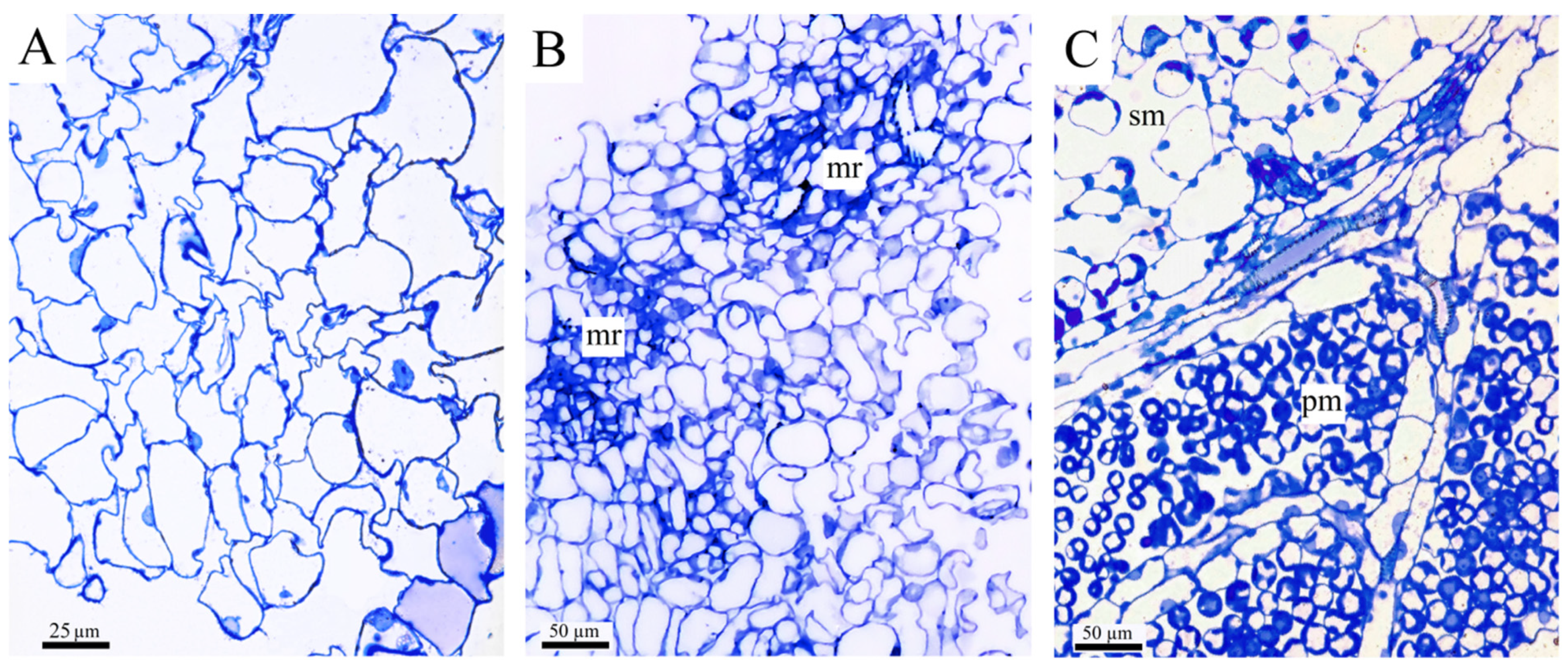 Horticulturae 09 01211 g003
