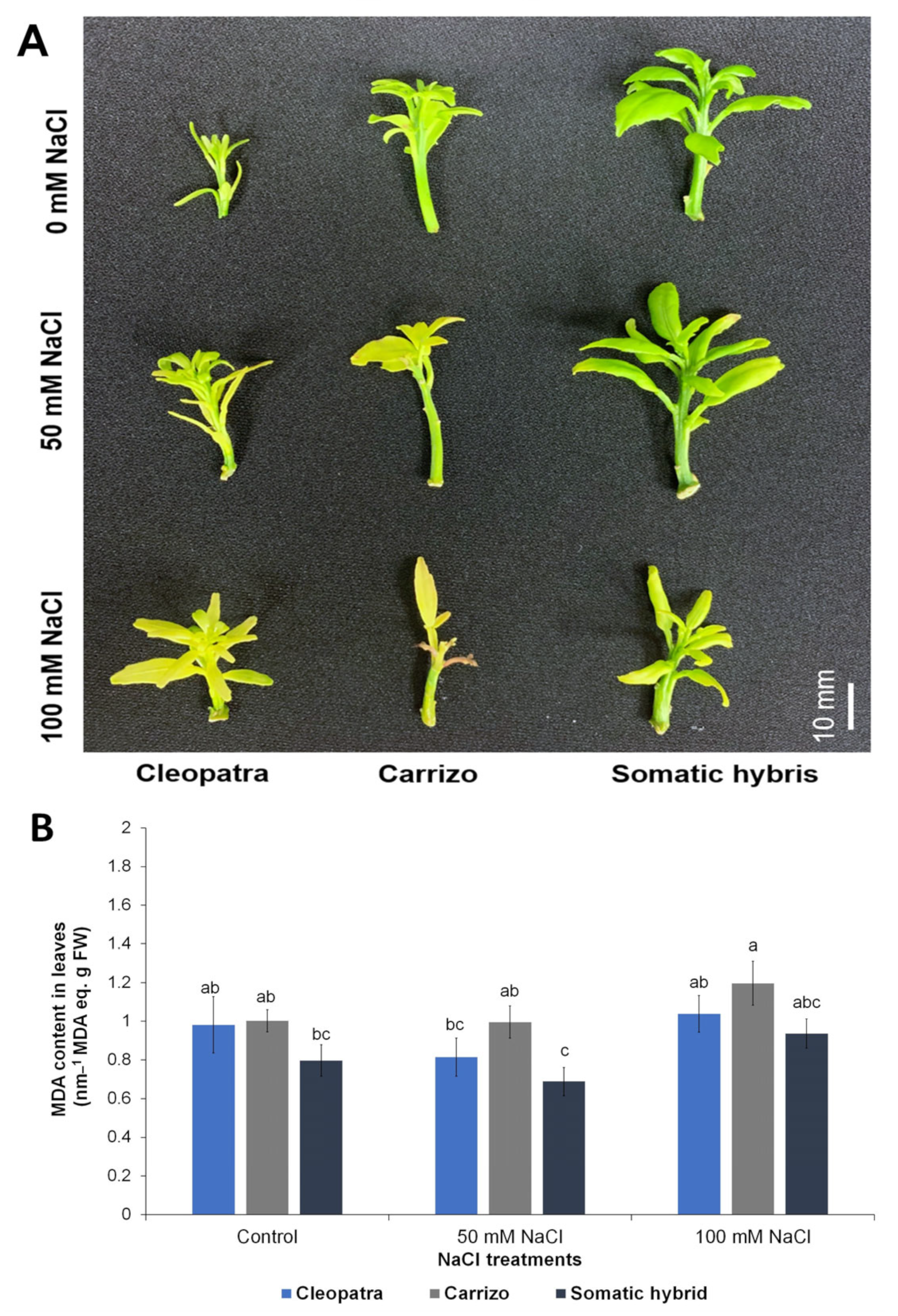 Horticulturae 09 01215 g002 Horticulturae 09 01215 g002