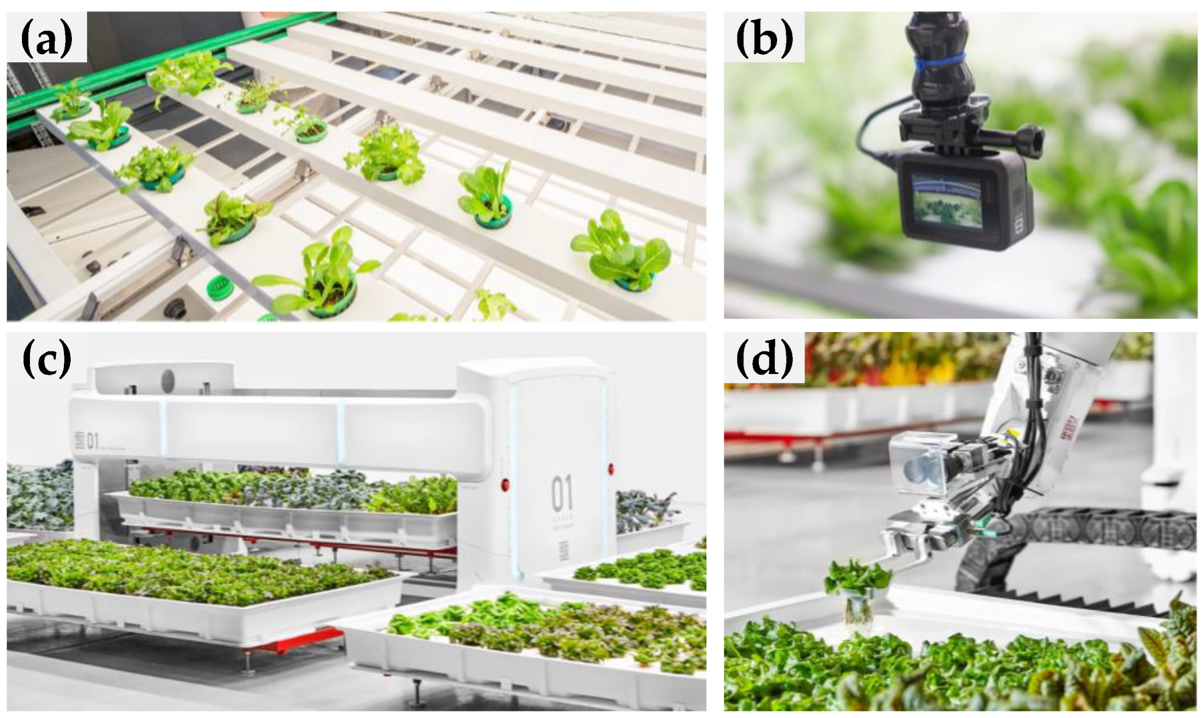 Horticulturae 09 01229 g009