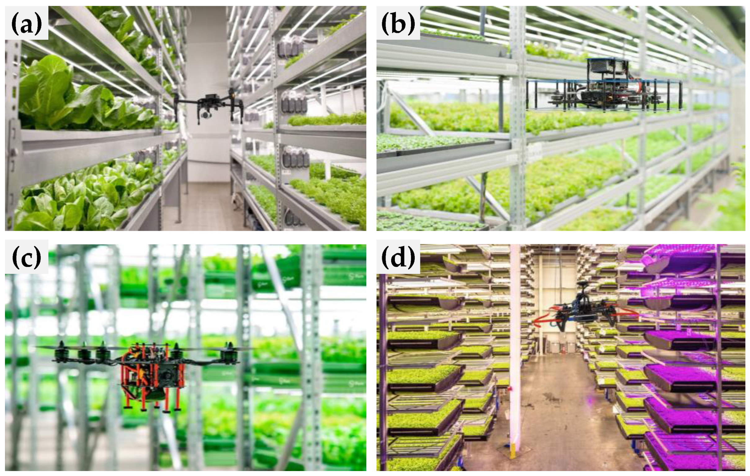 Horticulturae 09 01229 g010