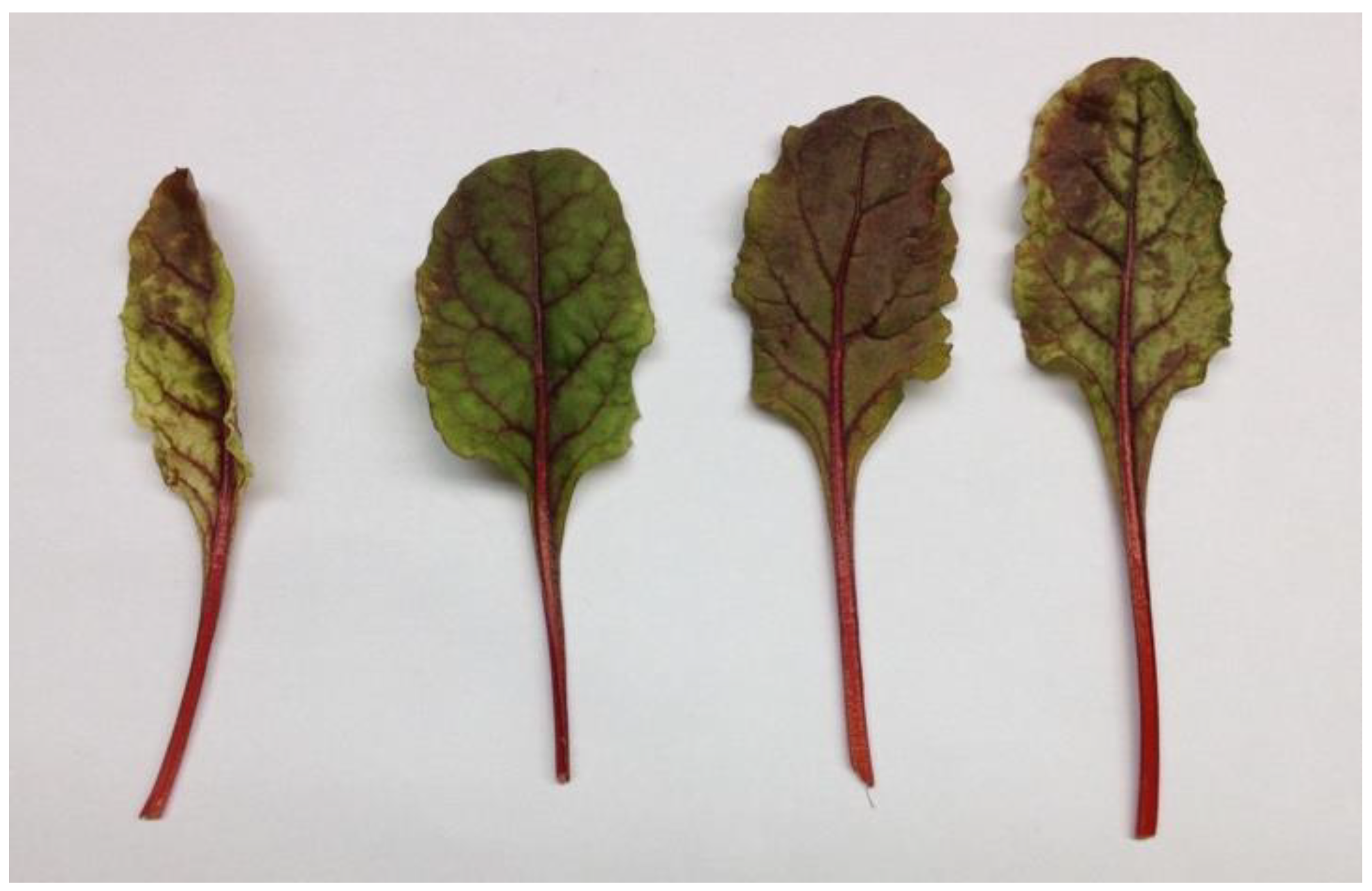 Horticulturae 09 01234 g001