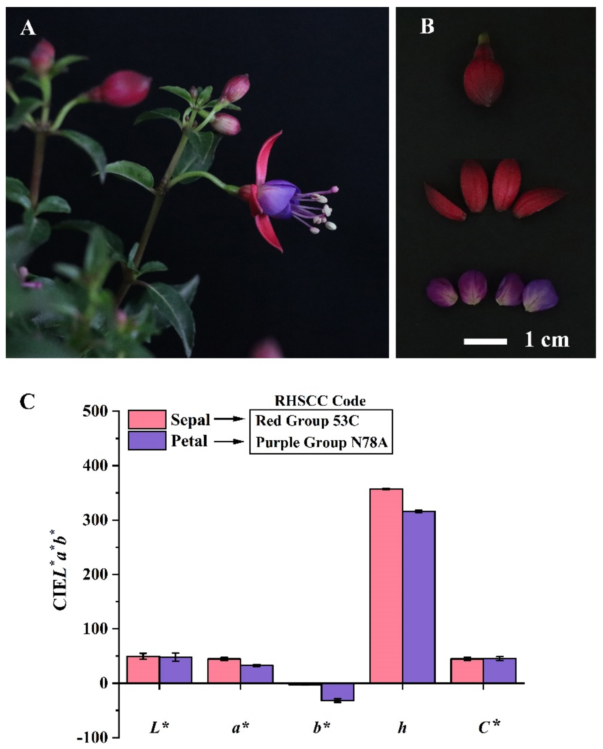Horticulturae 09 01236 g001