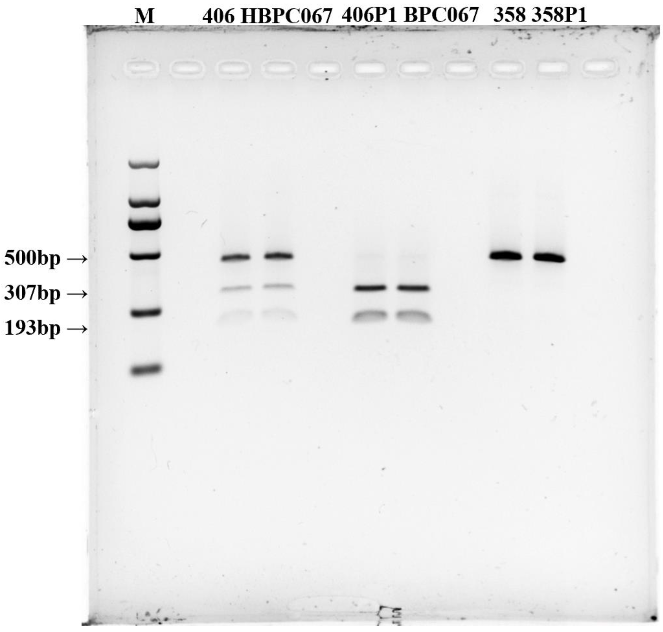 Horticulturae 09 01238 g004