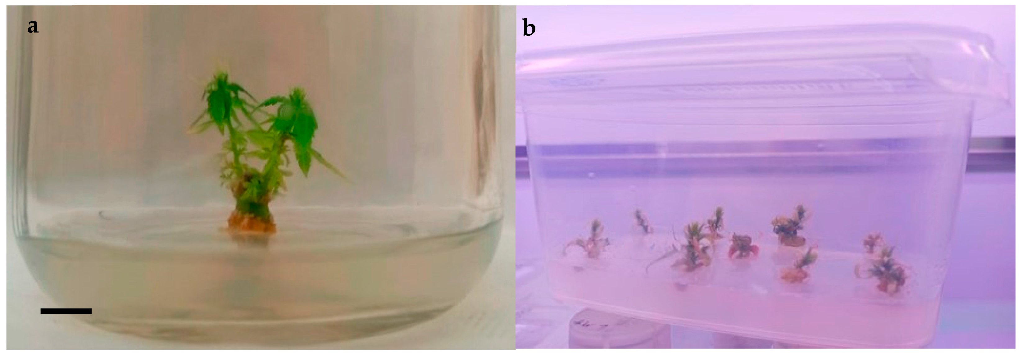 Horticulturae 09 01241 g001