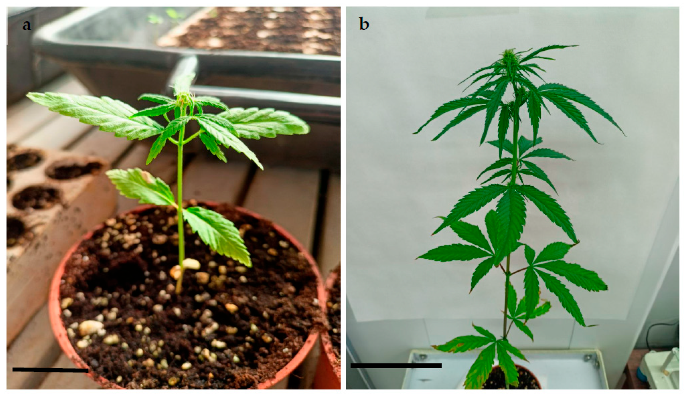 Horticulturae 09 01241 g002