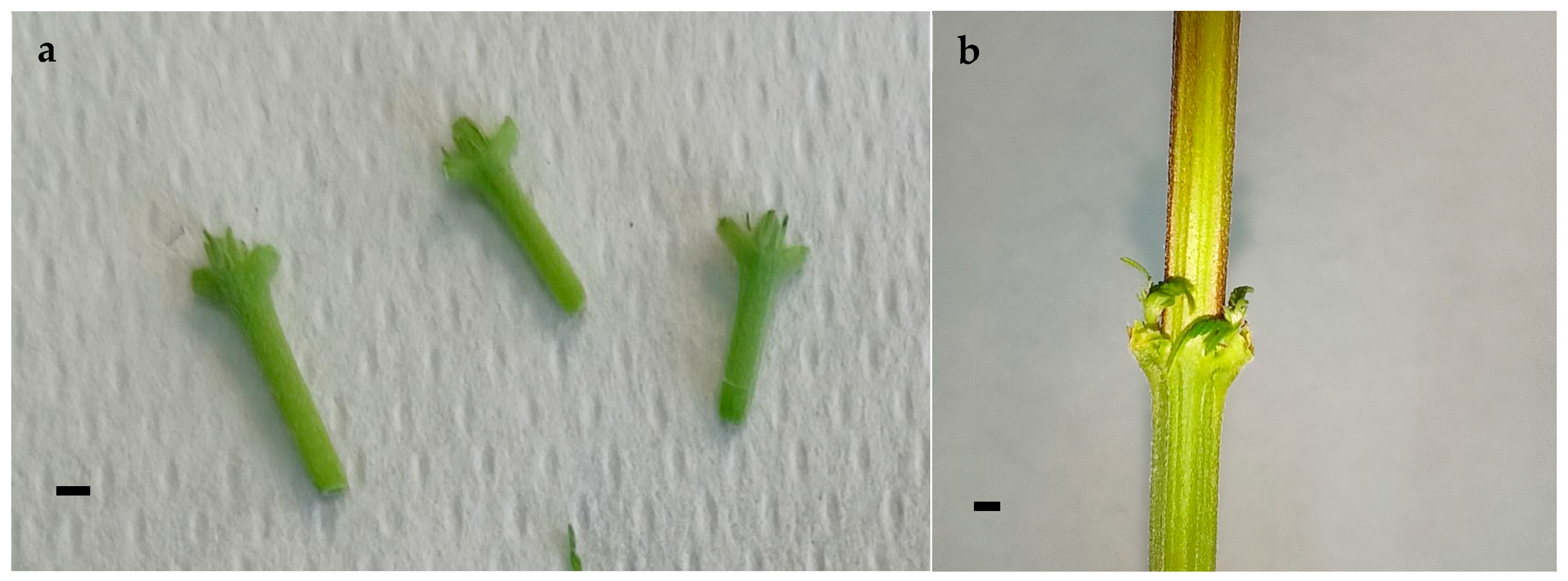 Horticulturae 09 01241 g003