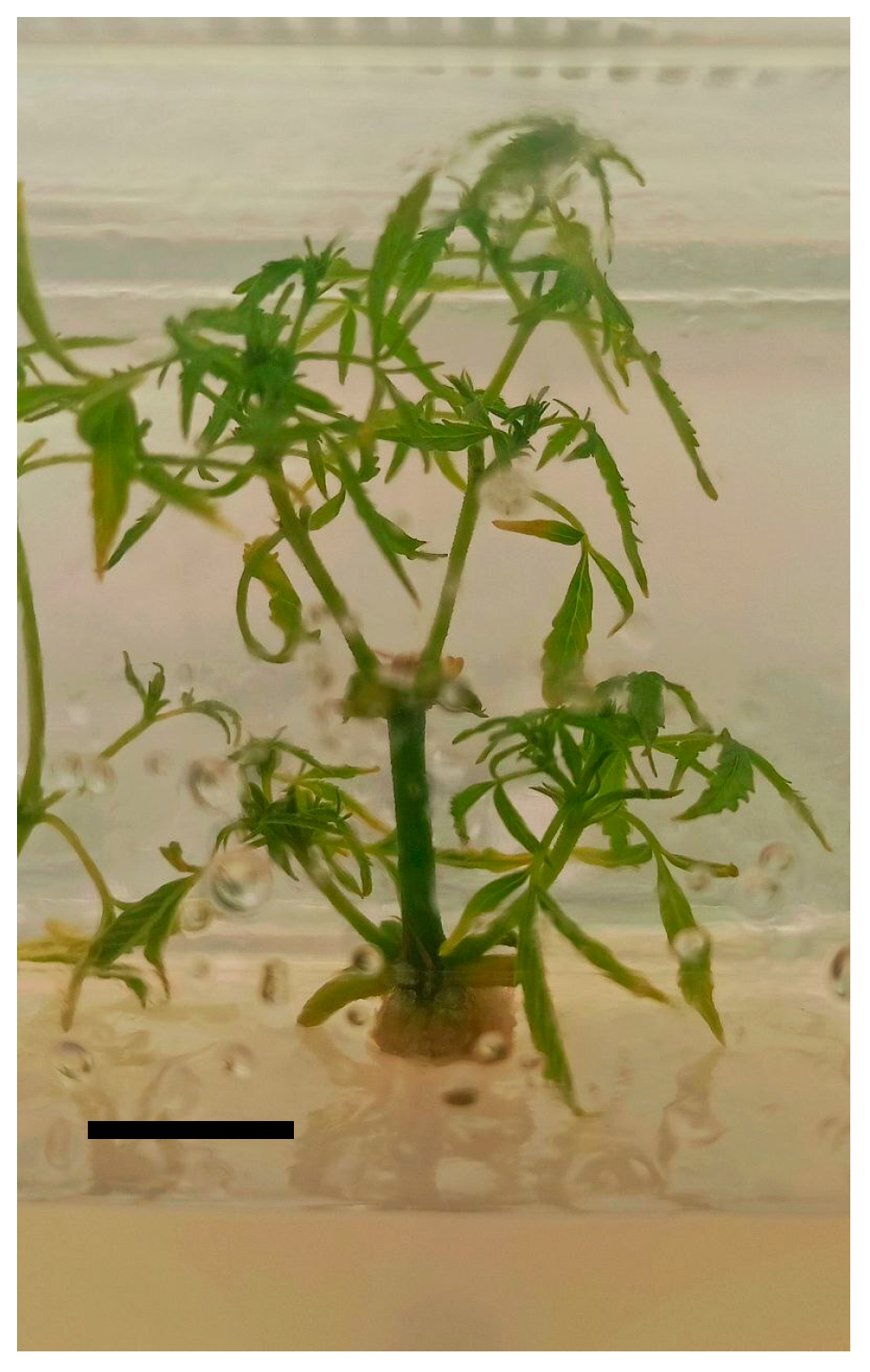 Horticulturae 09 01241 g004