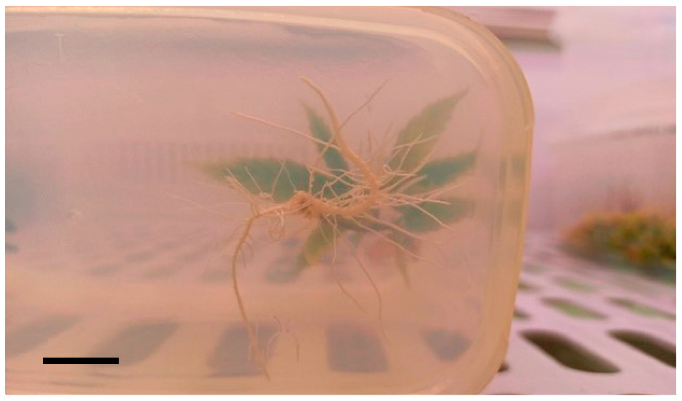 Horticulturae 09 01241 g005